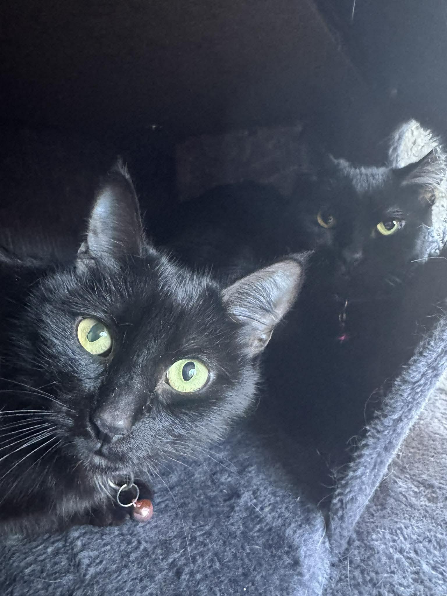 Enlarge Licorice, an adoptable Domestic Short Hair in Phoenix, AZ image 4/6