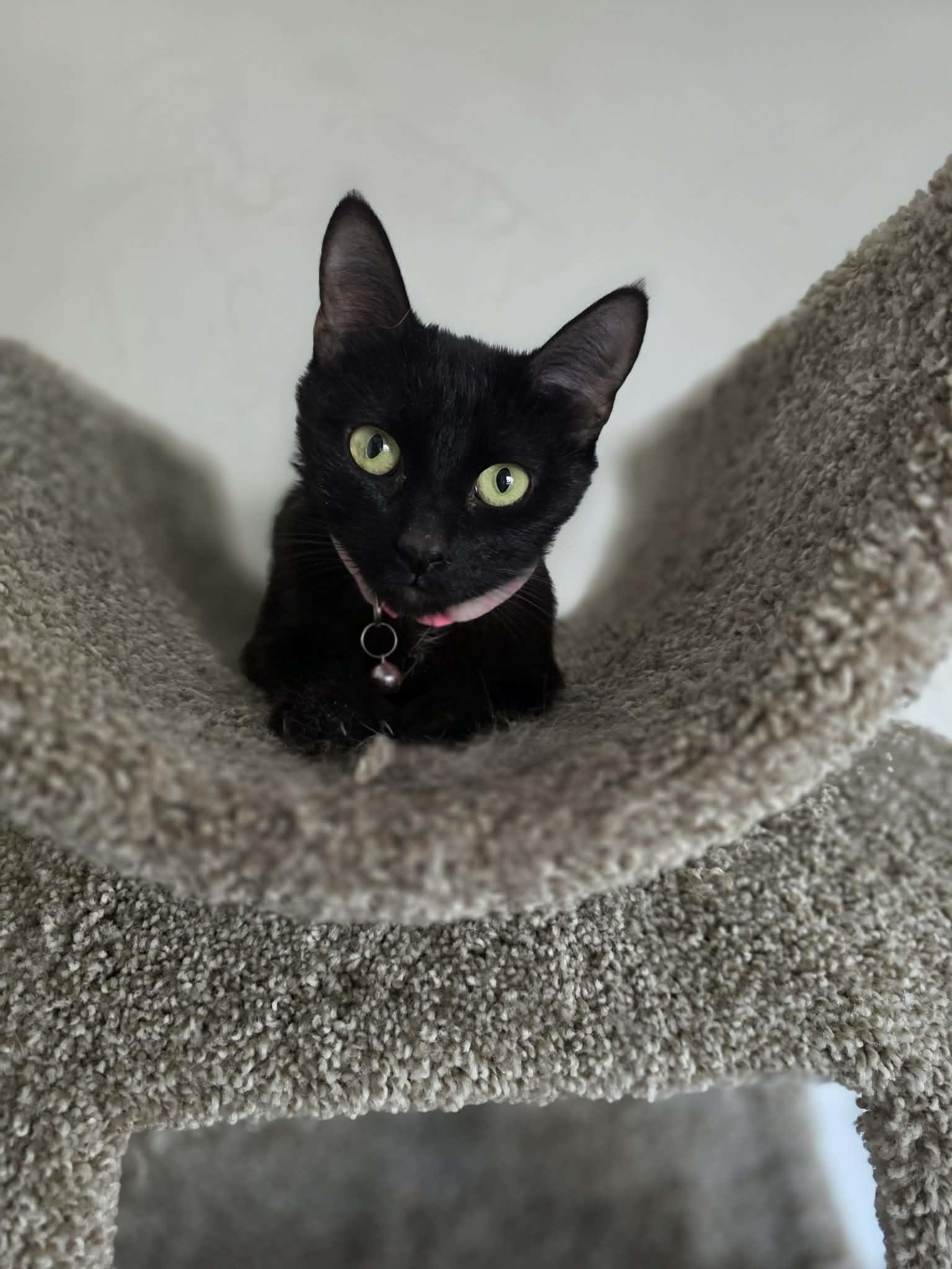Enlarge Licorice, an adoptable Domestic Short Hair in Phoenix, AZ image 6/6