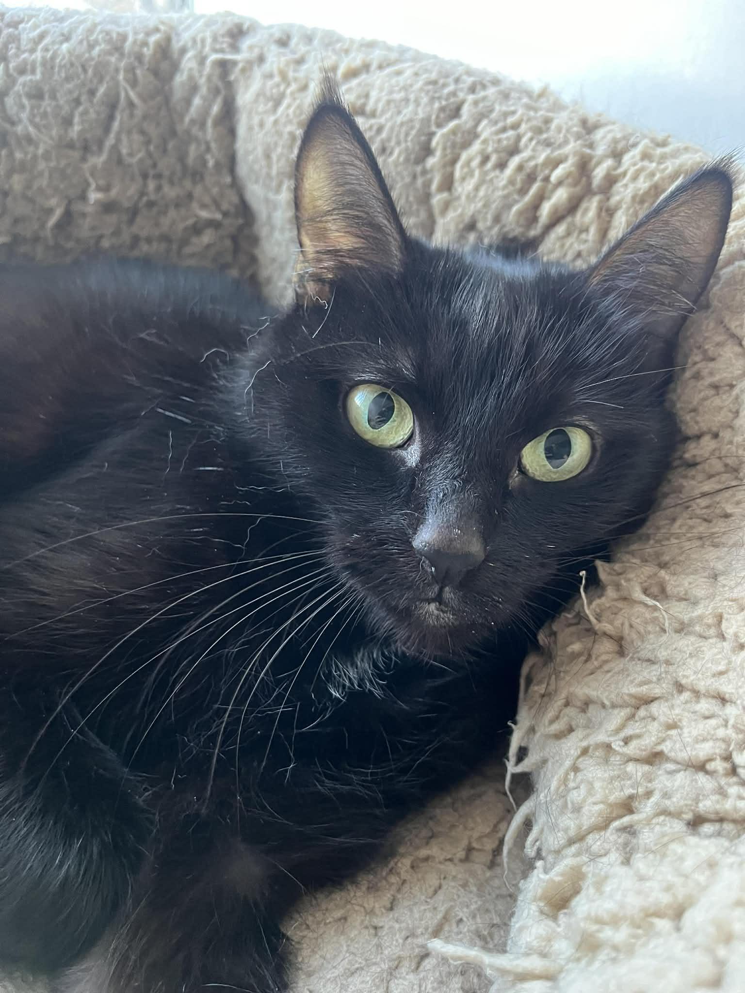 Enlarge Licorice, an adoptable Domestic Short Hair in Phoenix, AZ image 3/6