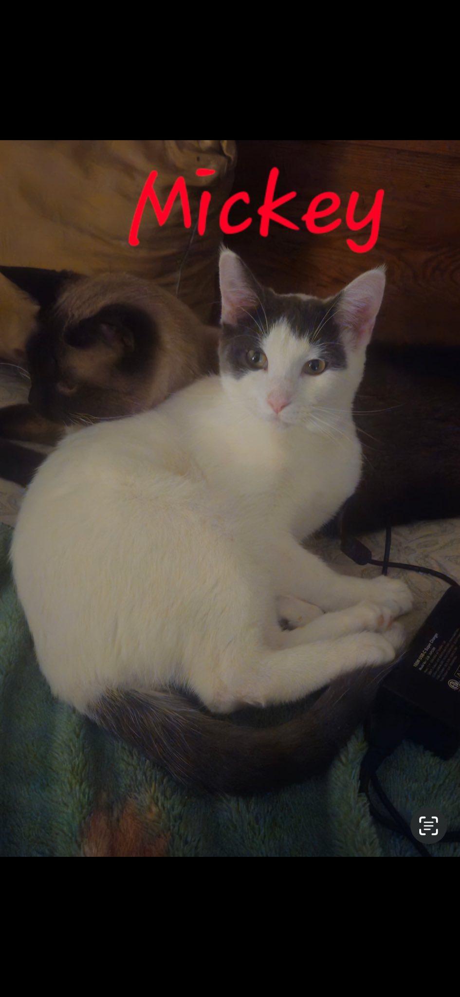 Mickey, adoptable, Young Male Domestic Short Hair.