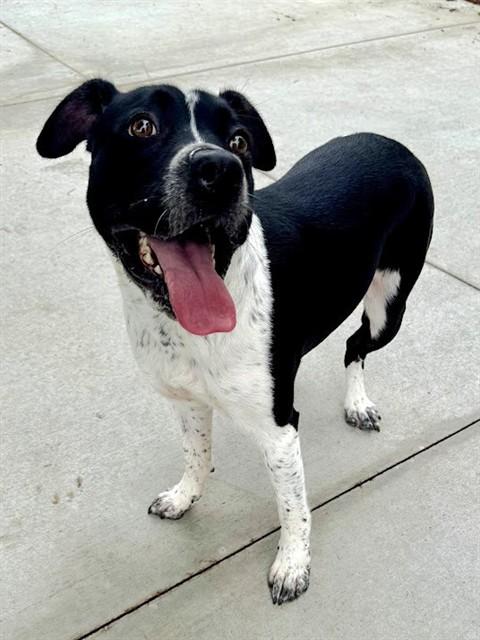 KIRA, Adoptable, Young Female Australian Cattle Dog / Blue Heeler & Mixed Breed.