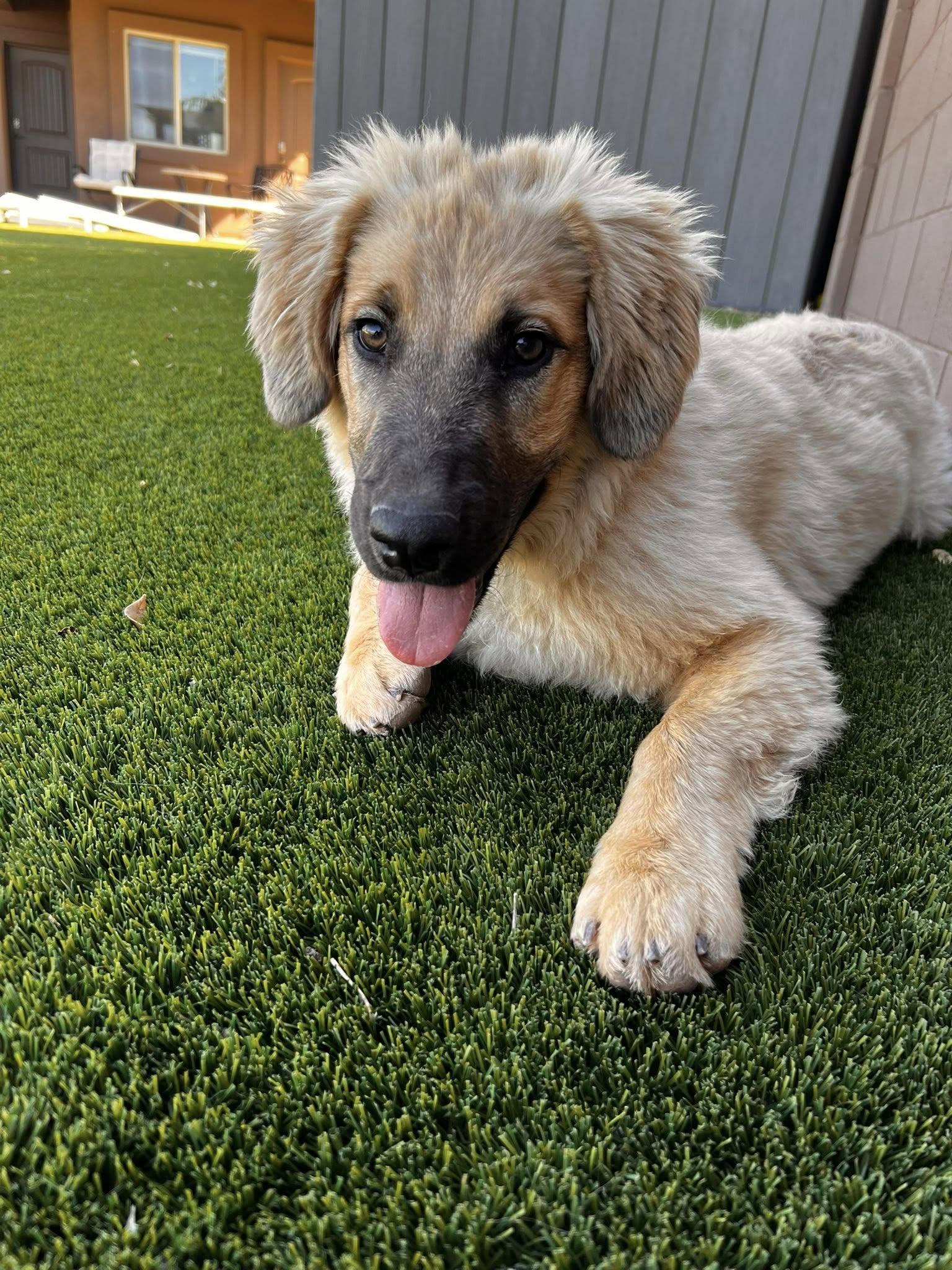 Enlarge Rocco, a Adoptable mixed breed in Phoenix, AZ image 2/3