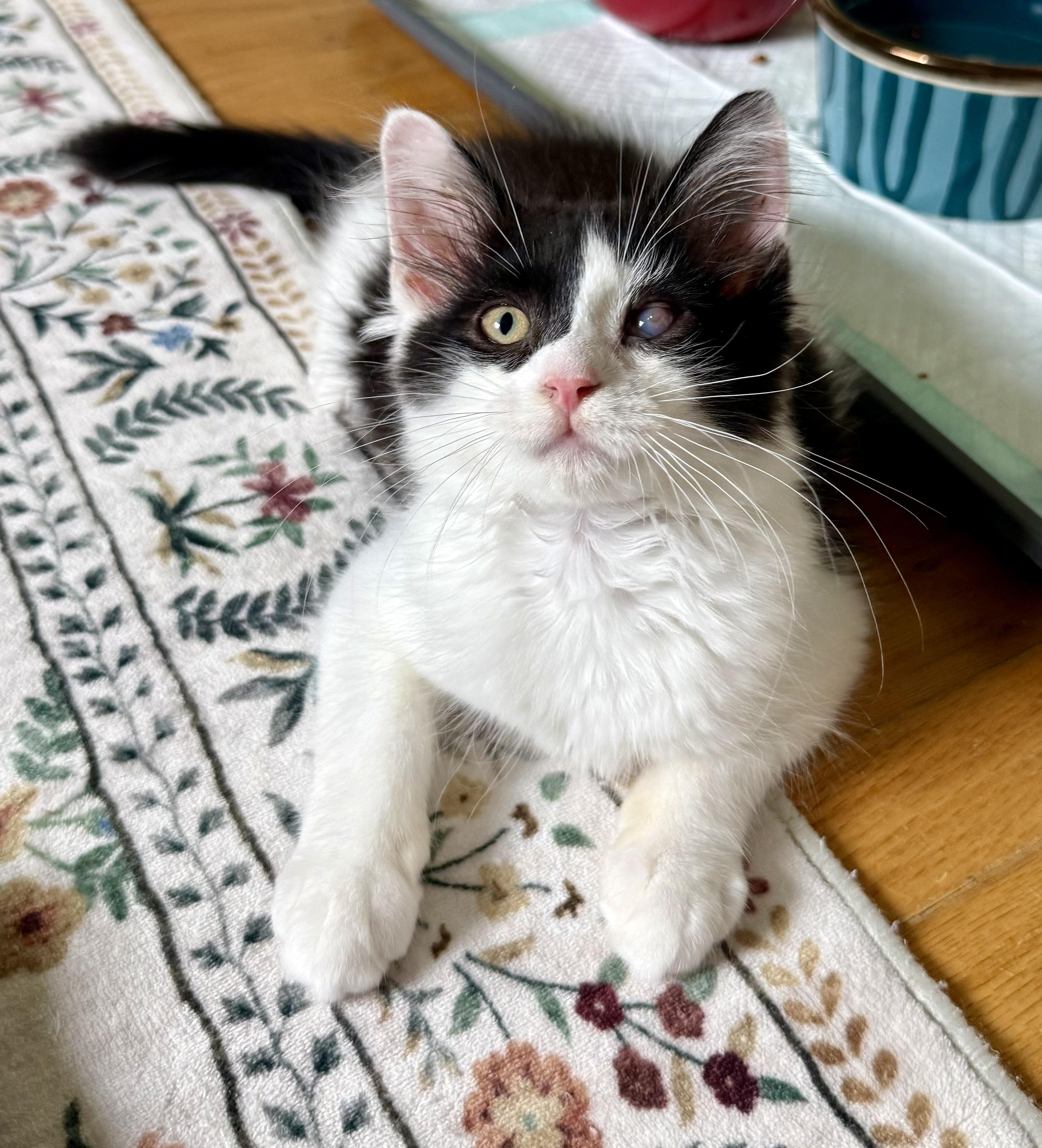Enlarge Waldo, an adopted mixed breed in Turnersville, NJ image 1/6