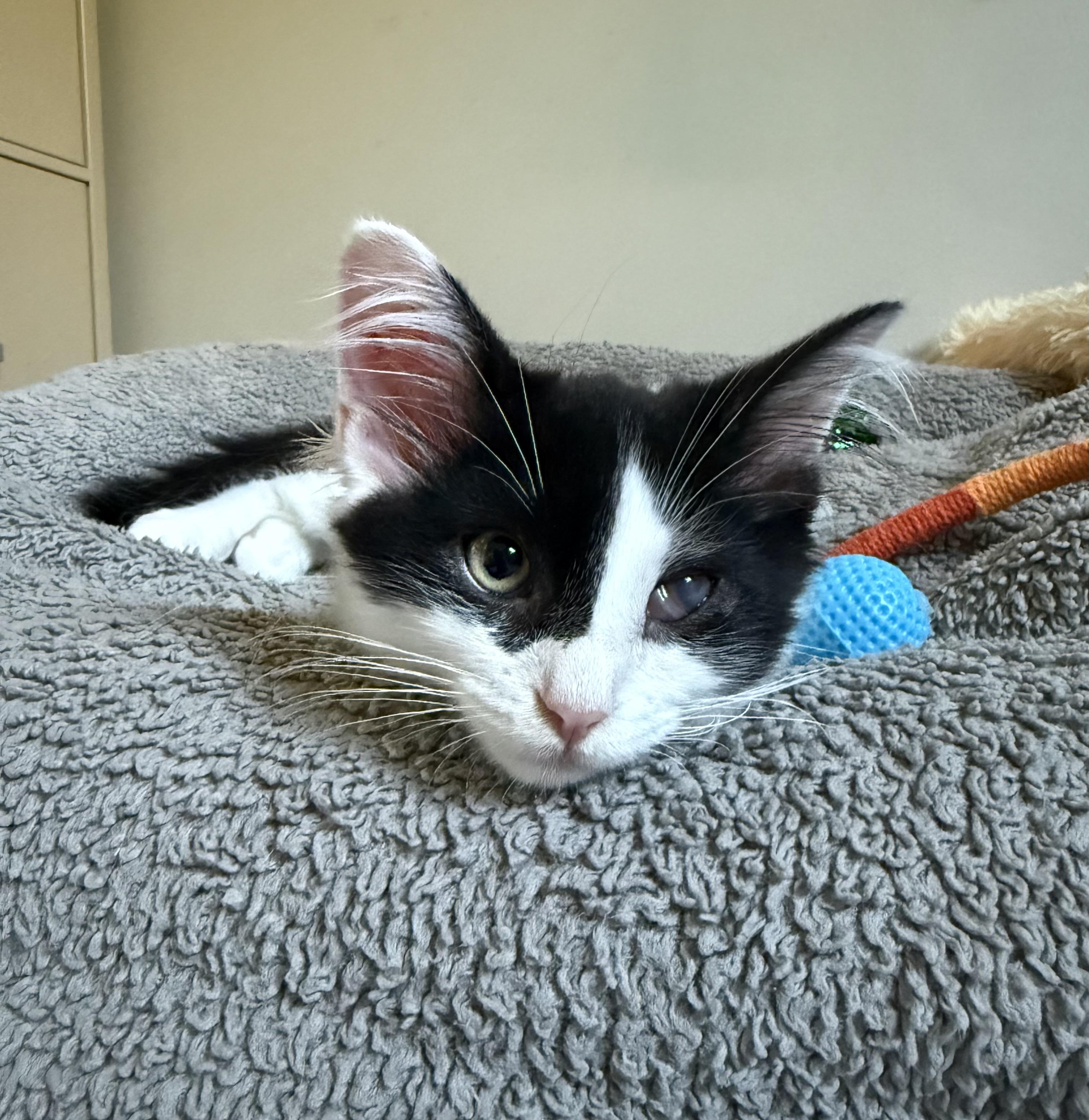 Enlarge Waldo, an adopted mixed breed in Turnersville, NJ image 5/6