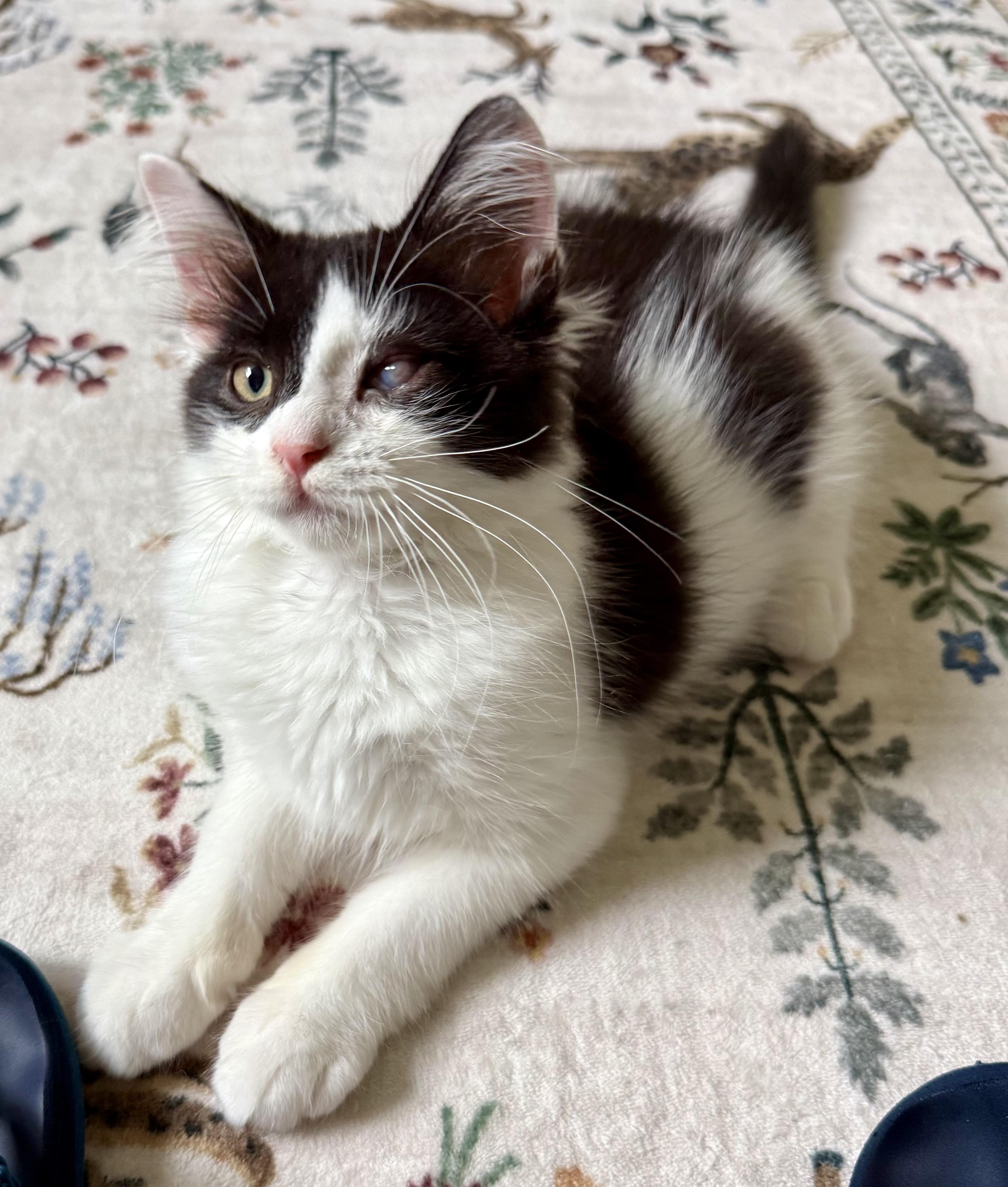 Enlarge Waldo, an adopted mixed breed in Turnersville, NJ image 4/6