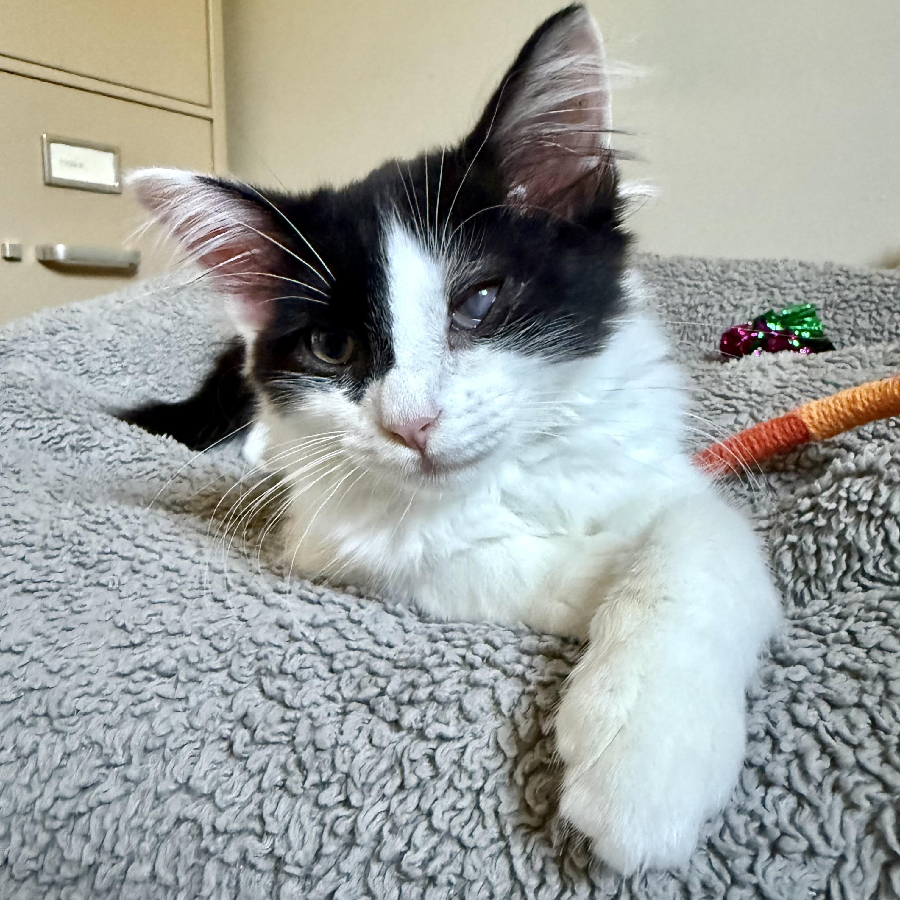 Enlarge Waldo, an adopted mixed breed in Turnersville, NJ image 3/6