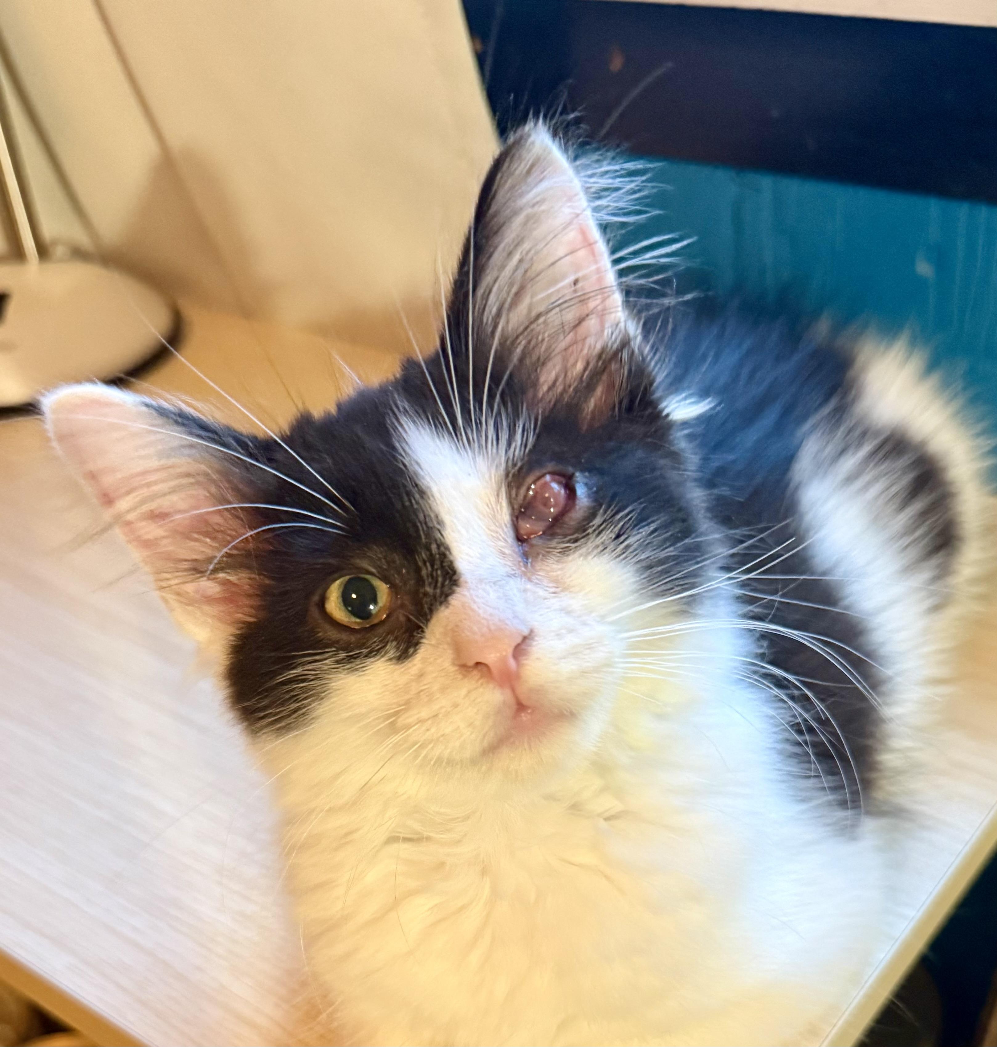 Enlarge Waldo, an adopted mixed breed in Turnersville, NJ image 2/6