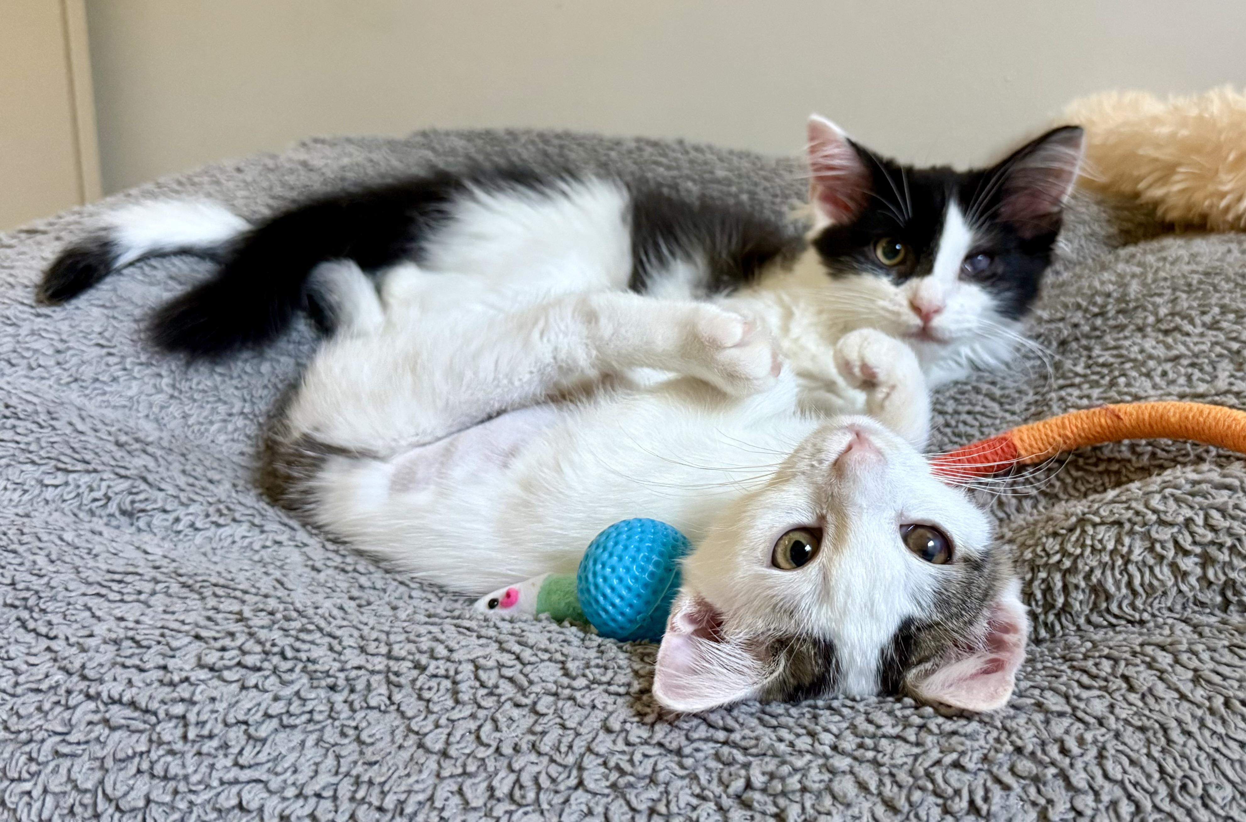 Enlarge Waldo, an adopted mixed breed in Turnersville, NJ image 6/6