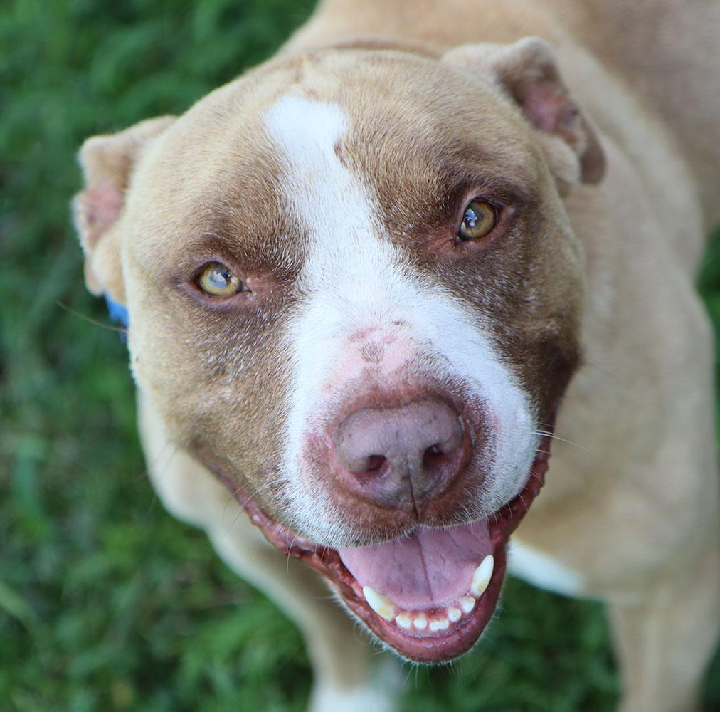 Eli (AO26776), an adoptable American Bulldog in Kansas City, KS, 66102 | Photo Image 1