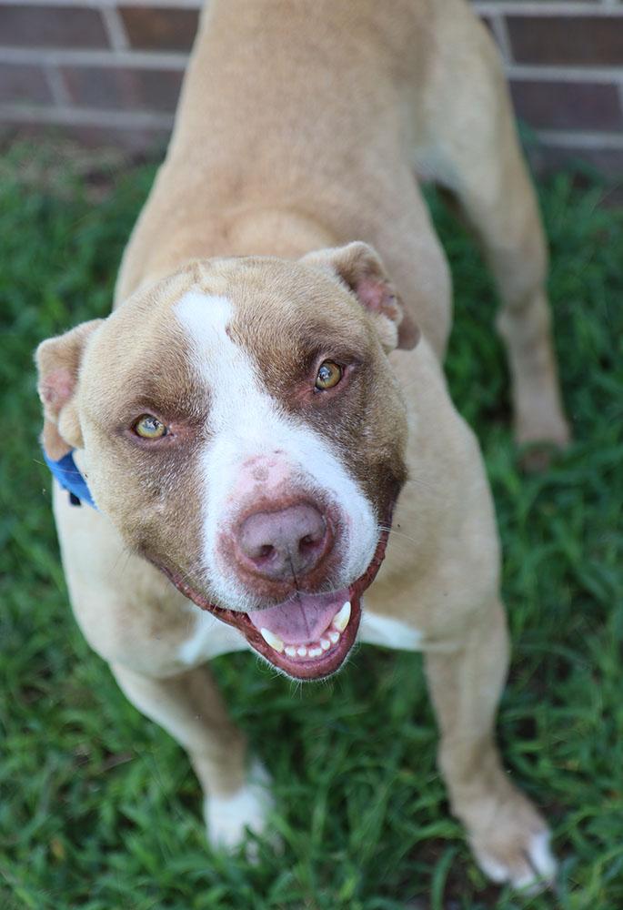 Eli (AO26776), an adoptable American Bulldog in Kansas City, KS, 66102 | Photo Image 4