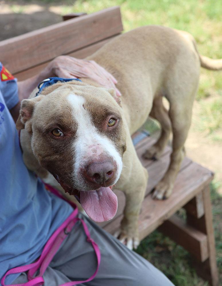Eli (AO26776), an adoptable American Bulldog in Kansas City, KS, 66102 | Photo Image 3