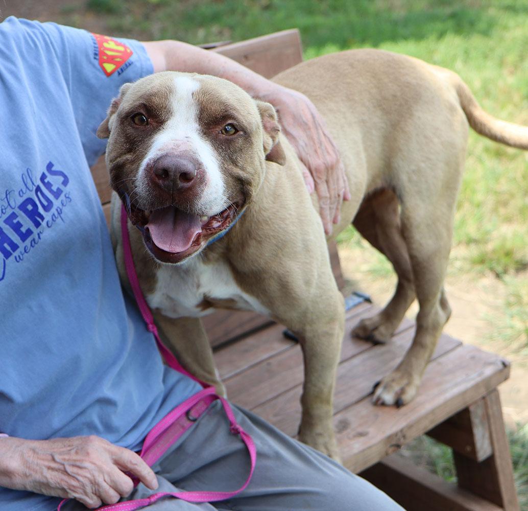 Eli (AO26776), an adoptable American Bulldog in Kansas City, KS, 66102 | Photo Image 2