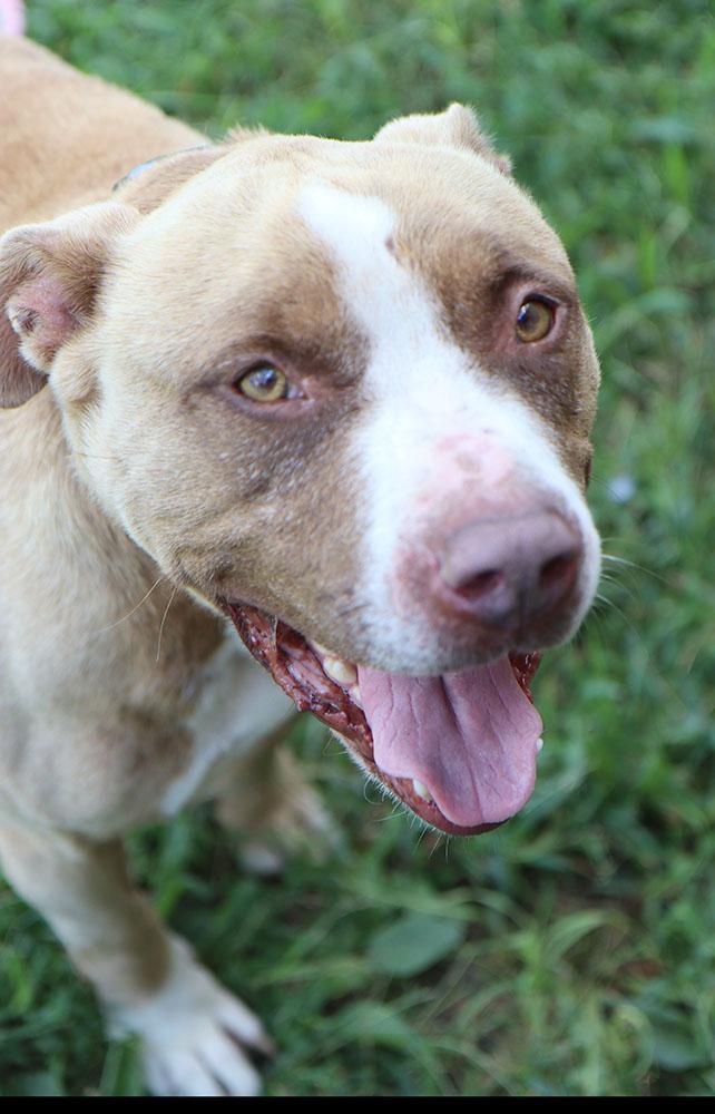 Eli (AO26776), an adoptable American Bulldog in Kansas City, KS, 66102 | Photo Image 5