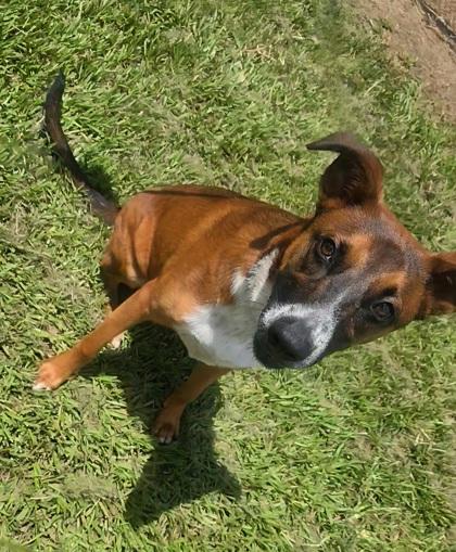 Bruno, Adoptable, Adult Male Mixed Breed & Mixed Breed.