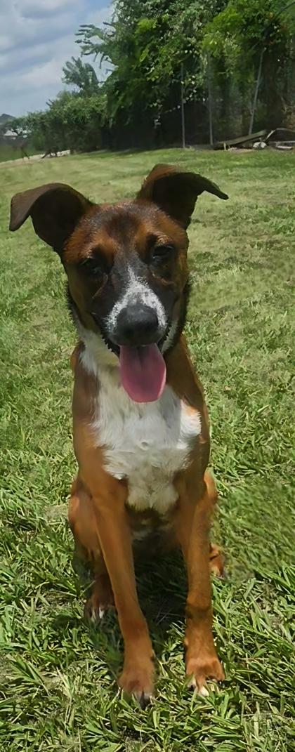 Bruno, a Adoptable mixed breed in Houston, TX image 2/2
