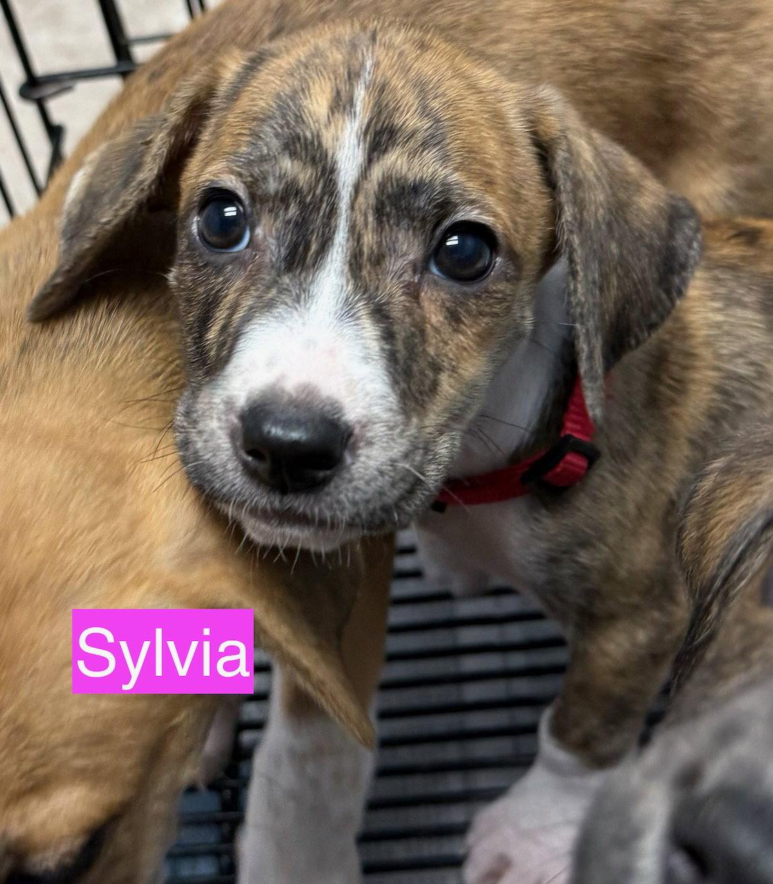 Sylvia, Adoptable, Puppy Female Hound.