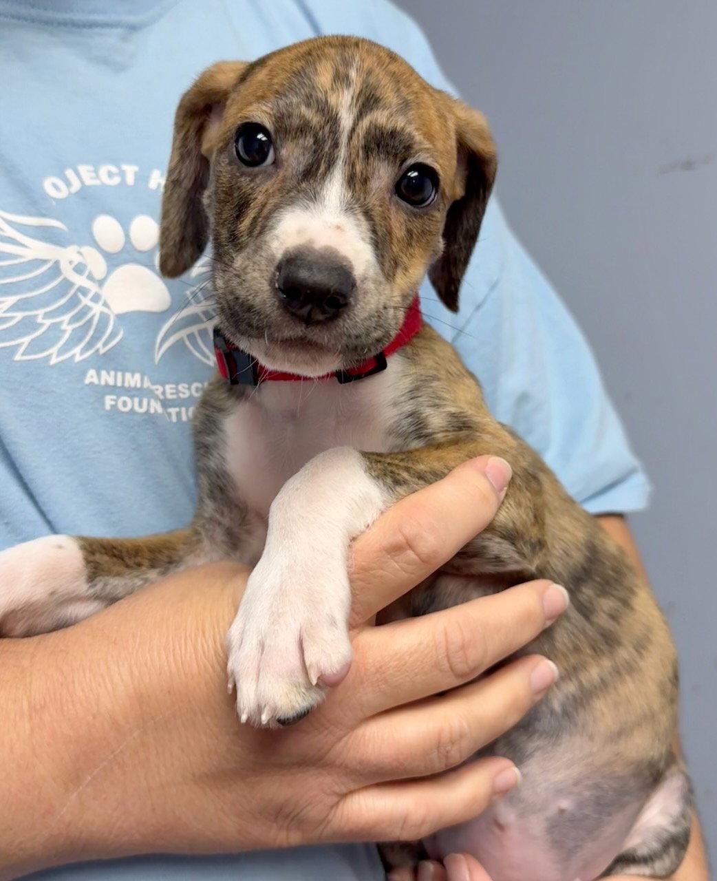 Enlarge Sylvia, a Adoptable Hound in GILBERTS, IL image 2/2