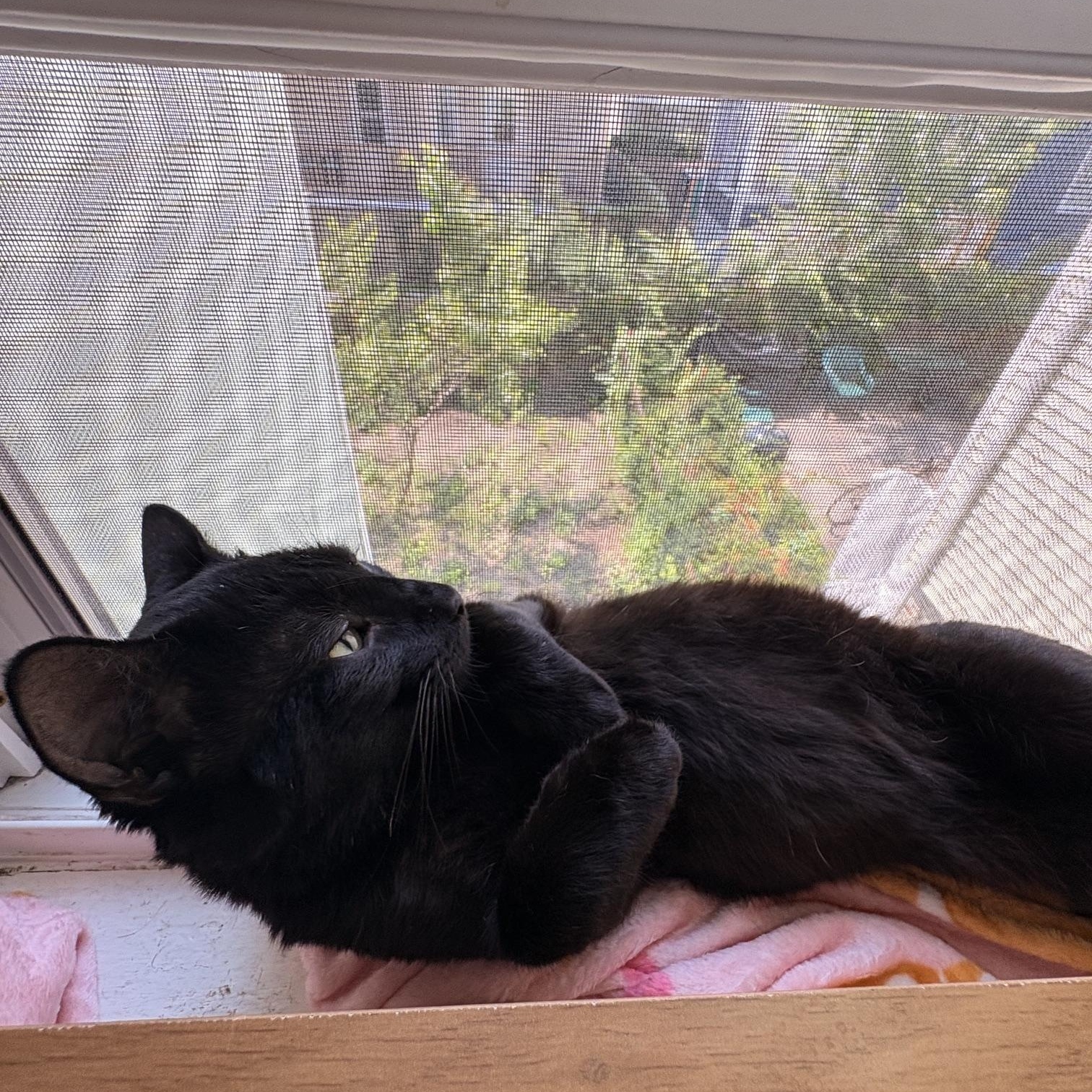 Zeus, a ADOPTABLE Domestic Short Hair in Medford, MA image 4/5