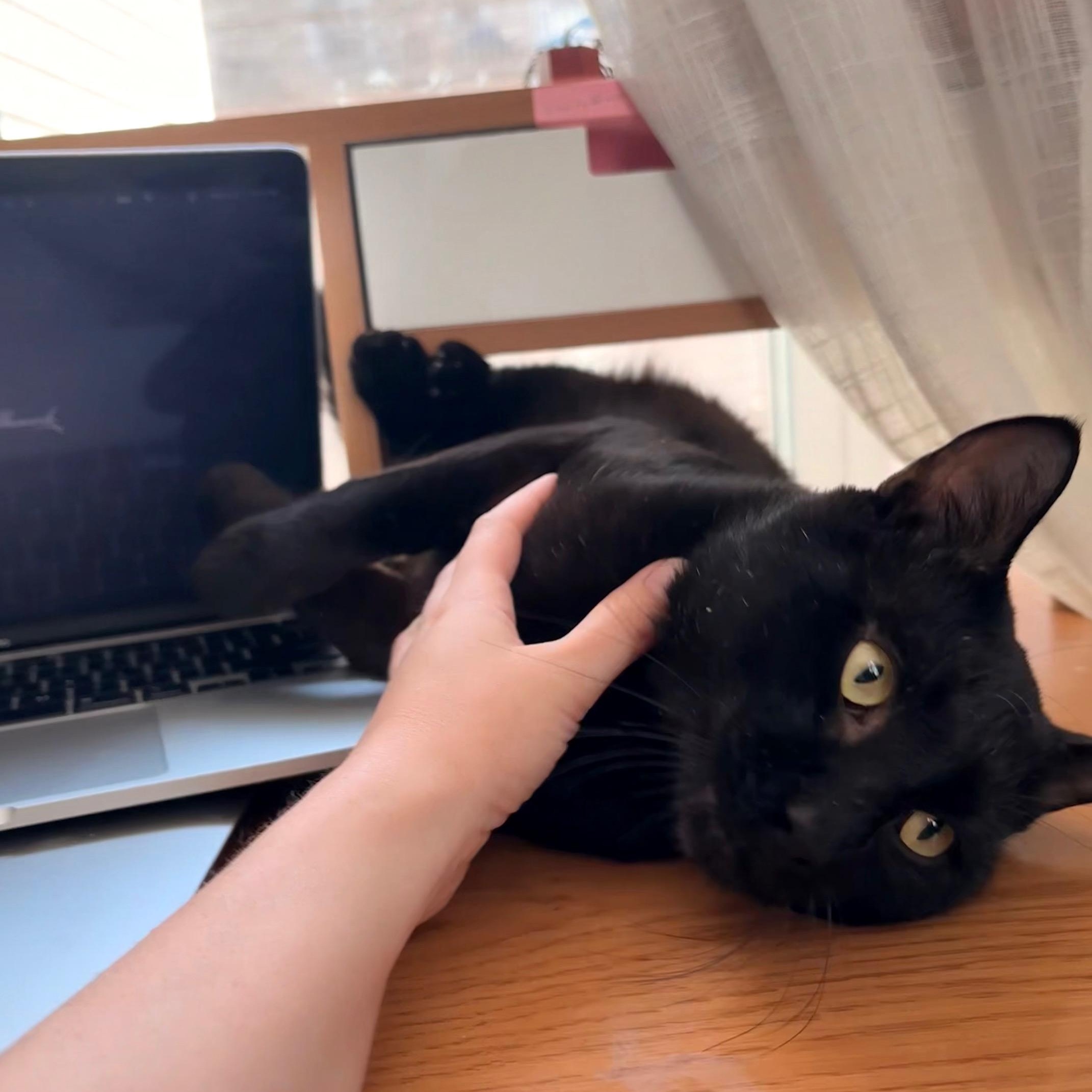 Zeus, a ADOPTABLE Domestic Short Hair in Medford, MA image 3/5