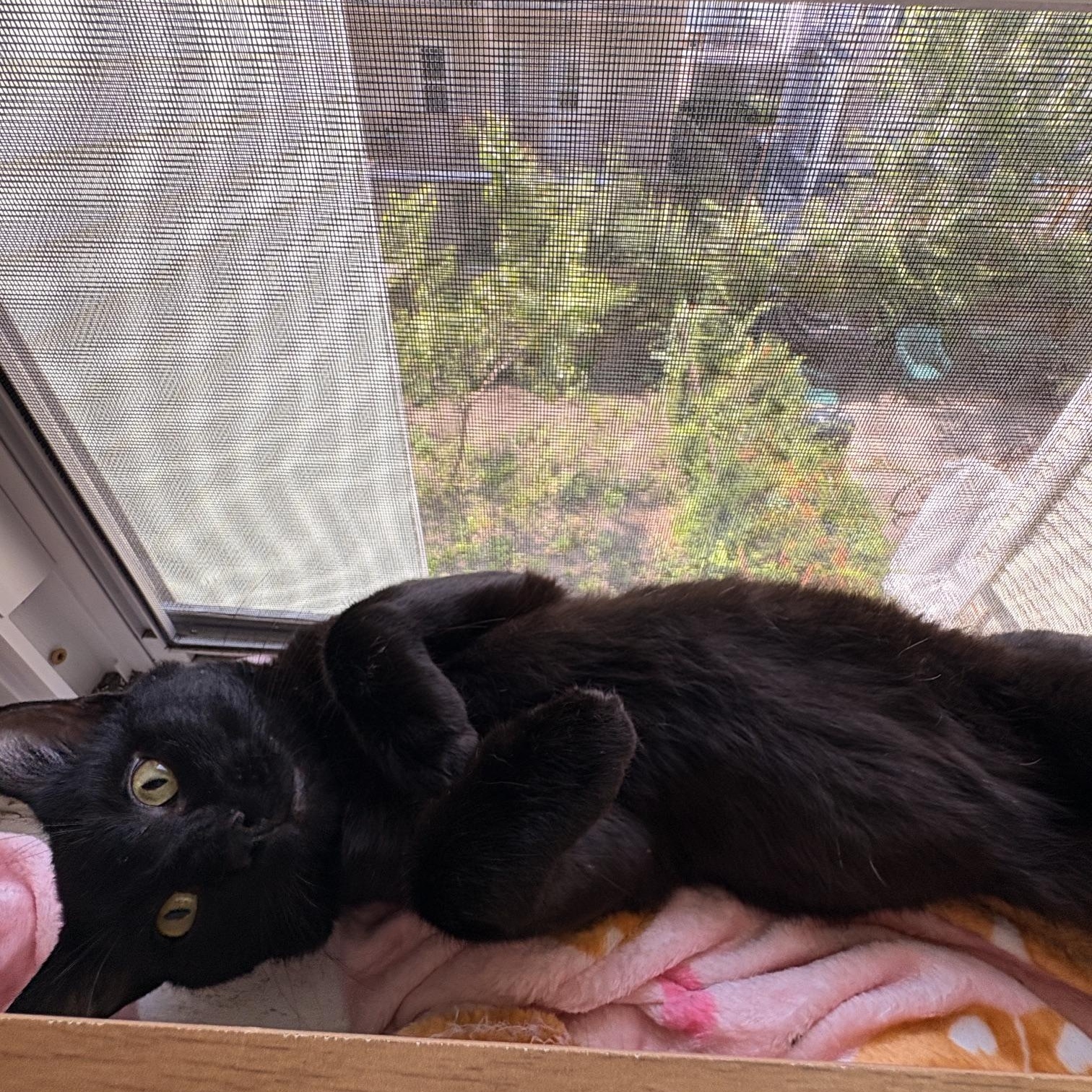 Zeus, a ADOPTABLE Domestic Short Hair in Medford, MA image 2/5