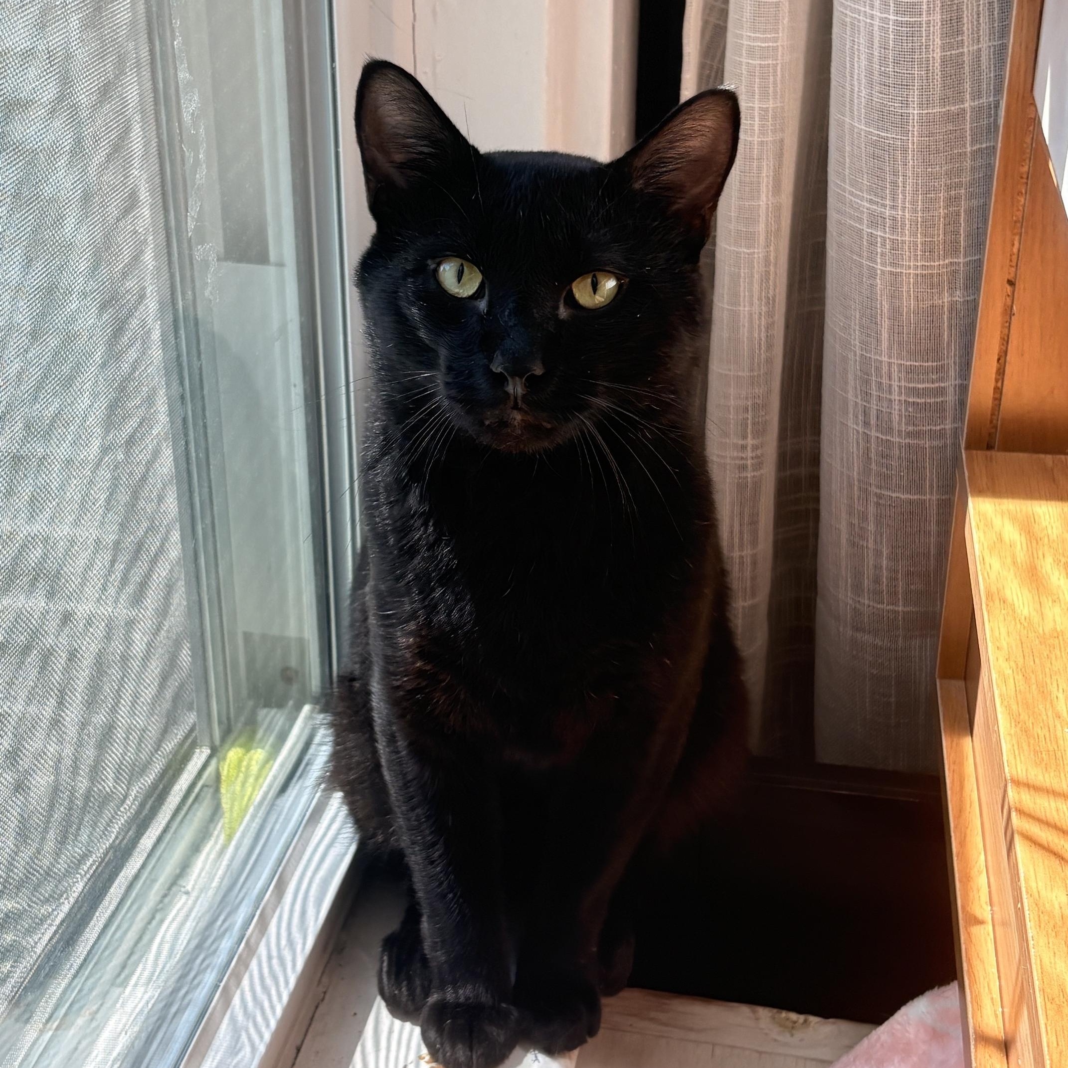 Zeus, ADOPTABLE, Young Male Domestic Short Hair.