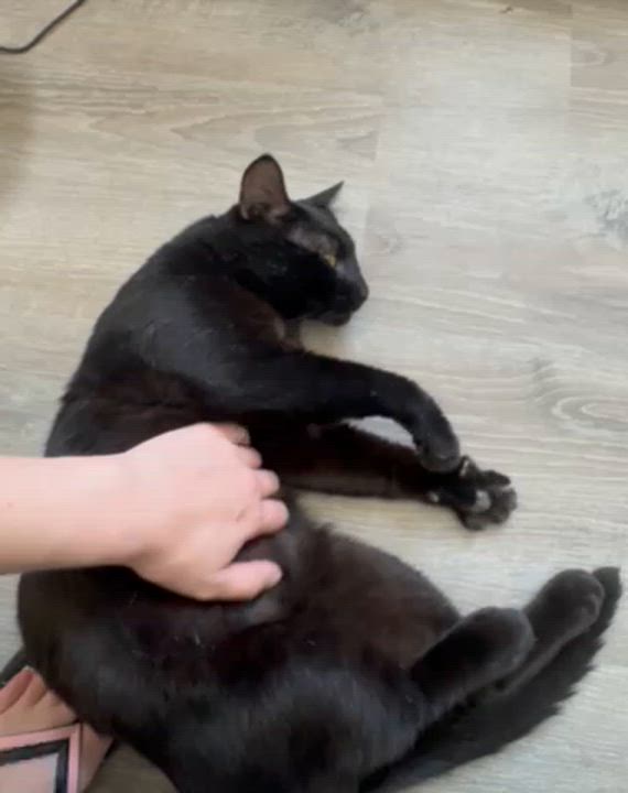 Enlarge Zeus, a ADOPTABLE Domestic Short Hair in Medford, MA video 5/5
