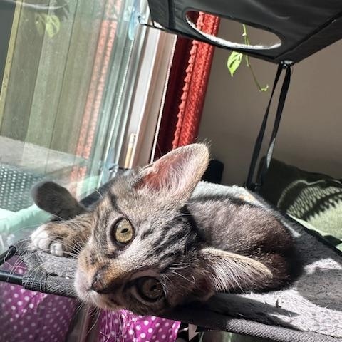 Penelope Cruz Domestic Short Hair Cat