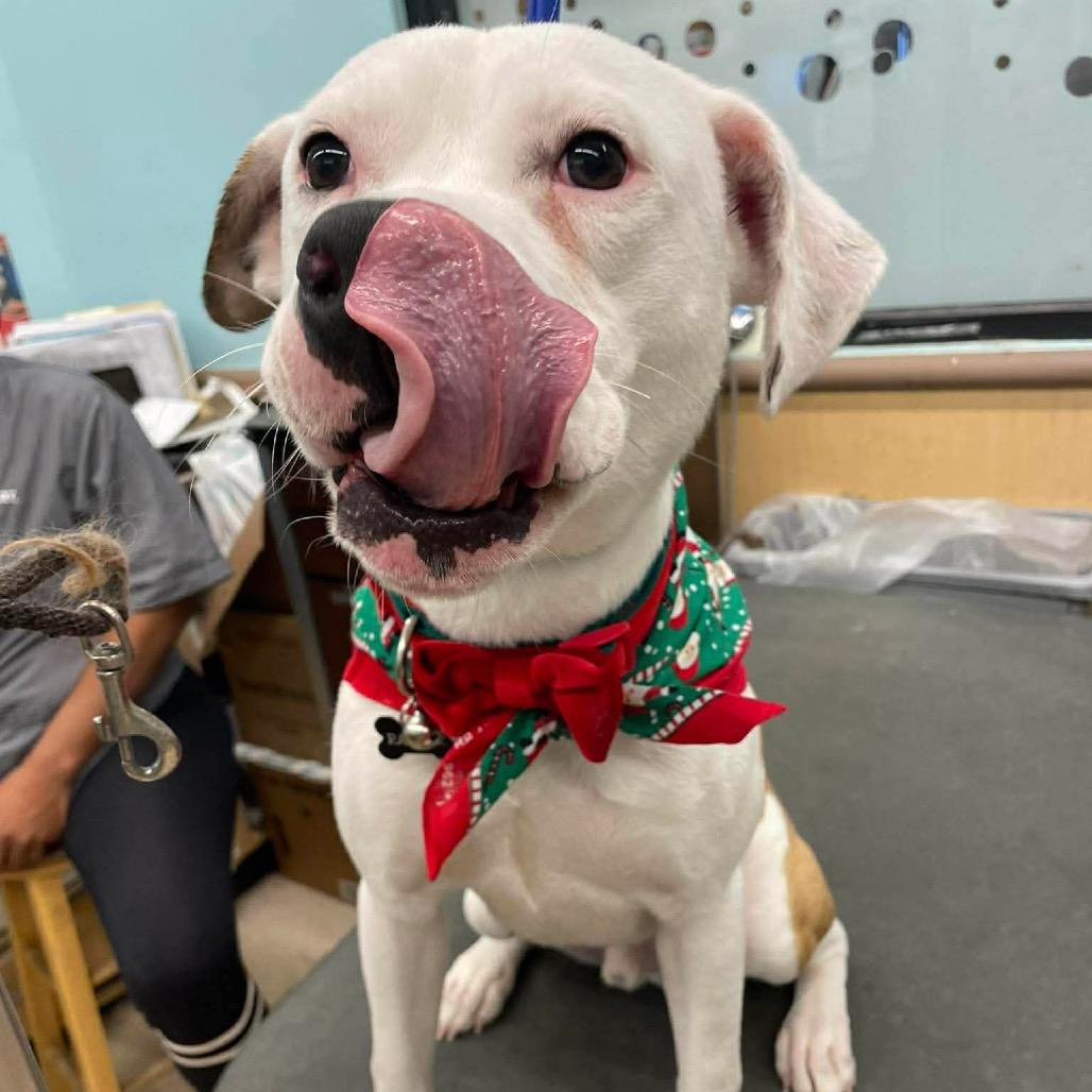 Ranger, Adoptable, Adult Male American Bulldog.