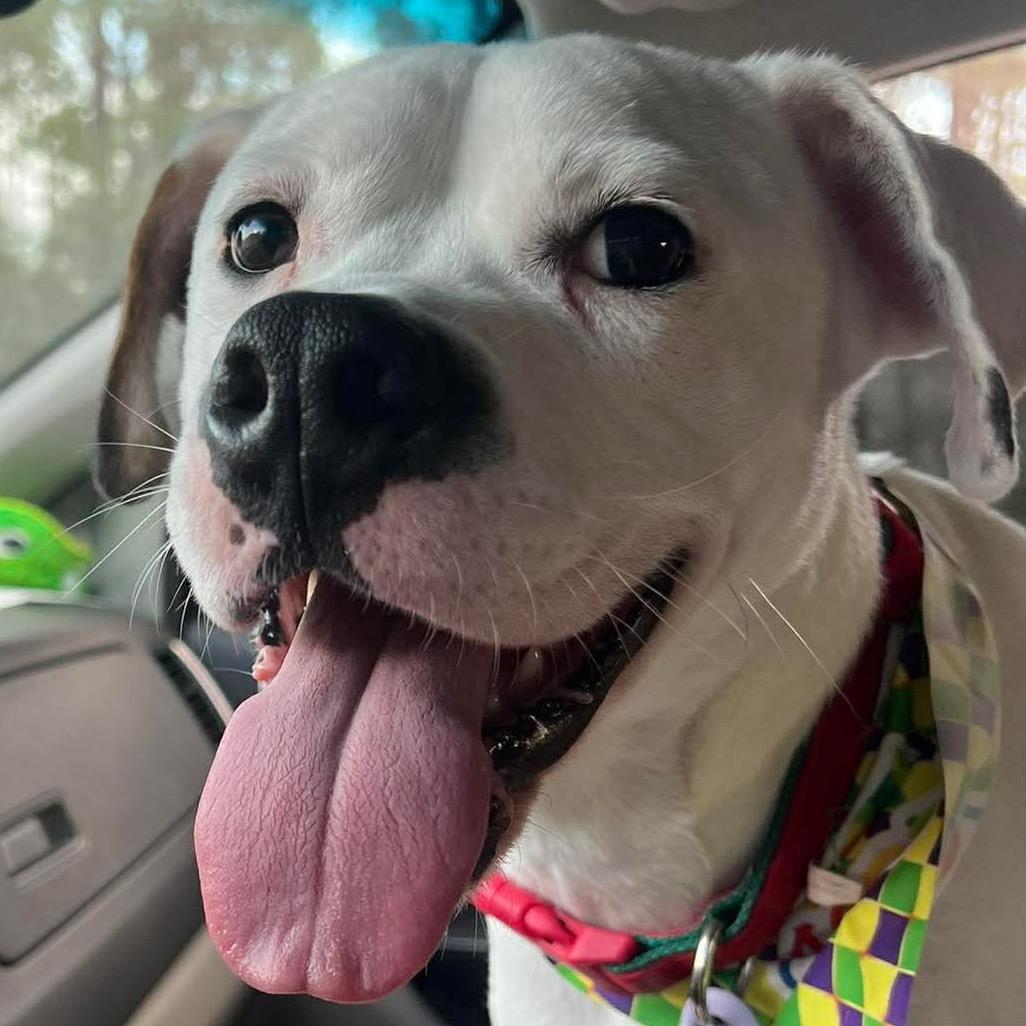 Ranger, a Adoptable American Bulldog in Gulfport, MS image 2/4