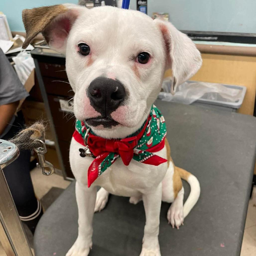 Ranger, a Adoptable American Bulldog in Gulfport, MS image 3/4
