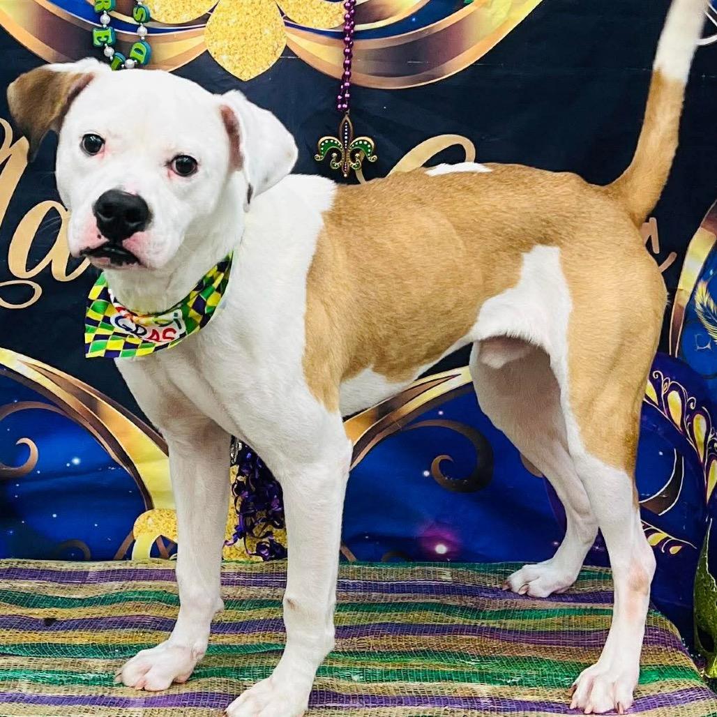 Ranger, a Adoptable American Bulldog in Gulfport, MS image 4/4