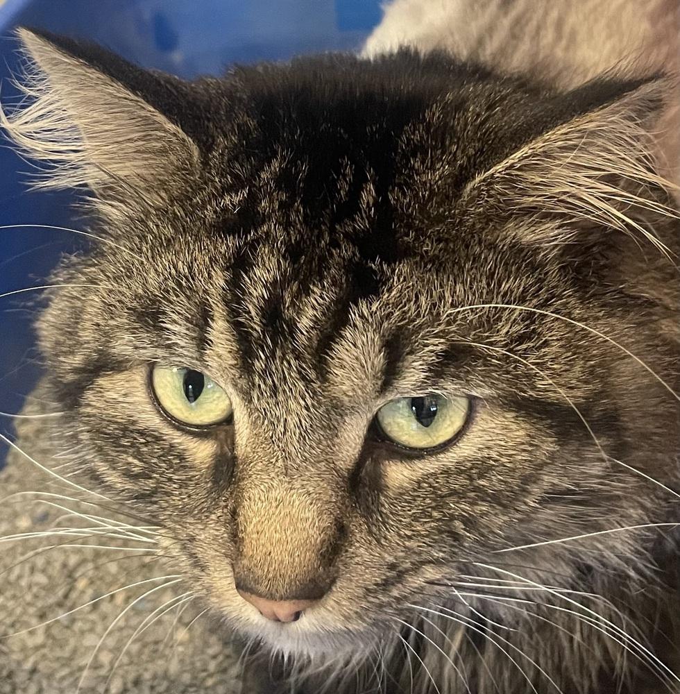 HUBBY, a Adoptable mixed breed in Southbury, CT image 1/4