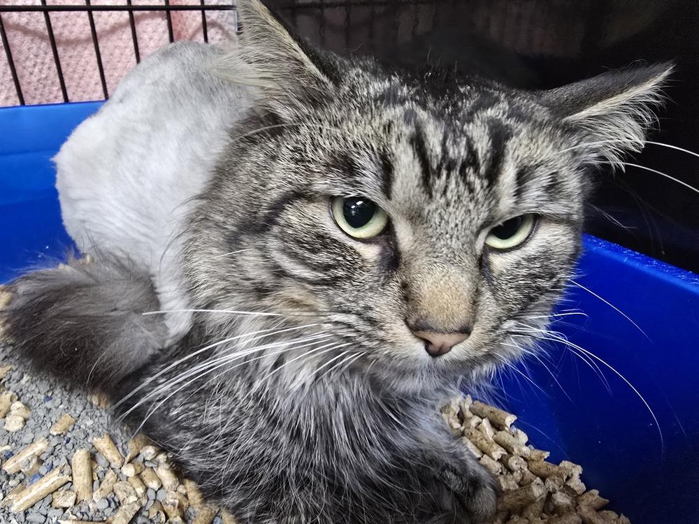 HUBBY, a Adoptable mixed breed in Southbury, CT image 4/4