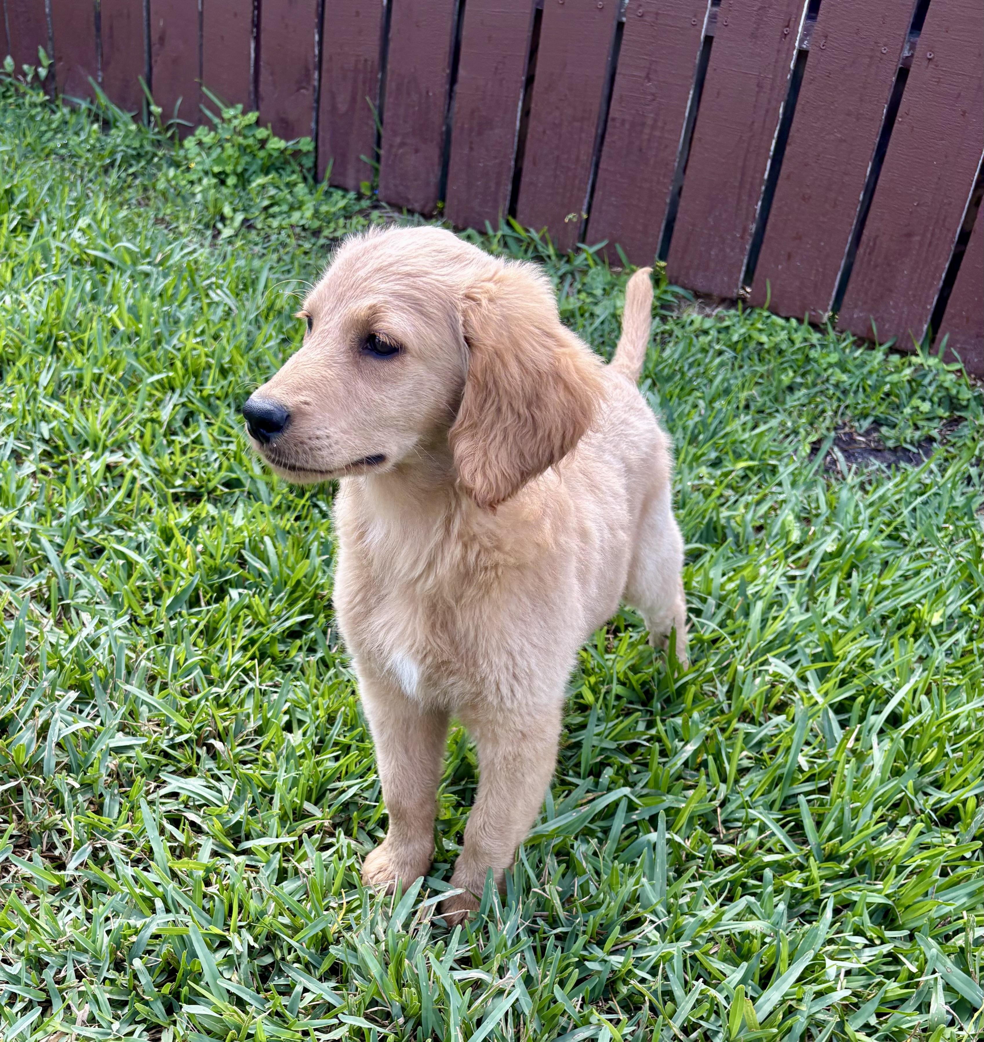 Enlarge Lila, a ADOPTABLE Goldendoodle in Hollywood, FL image 2/5