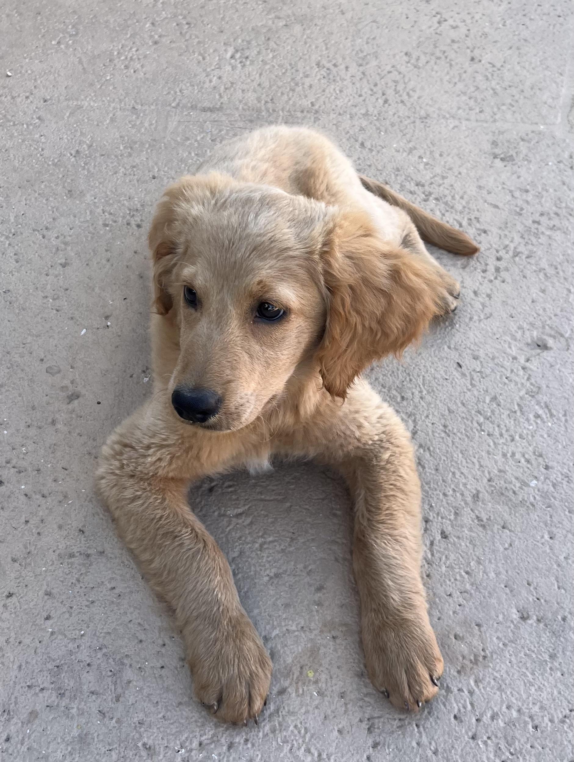 Enlarge Lila, a ADOPTABLE Goldendoodle in Hollywood, FL image 5/5