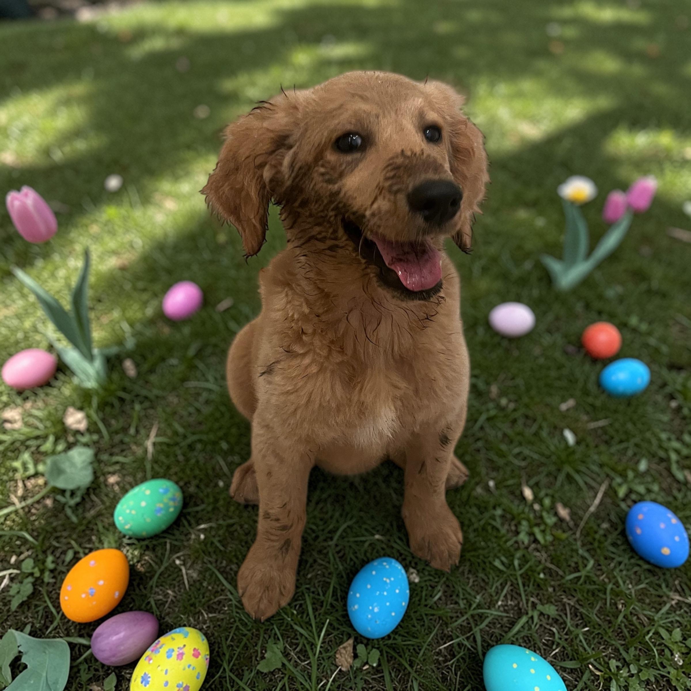Enlarge Lila, a ADOPTABLE Goldendoodle in Hollywood, FL image 3/5