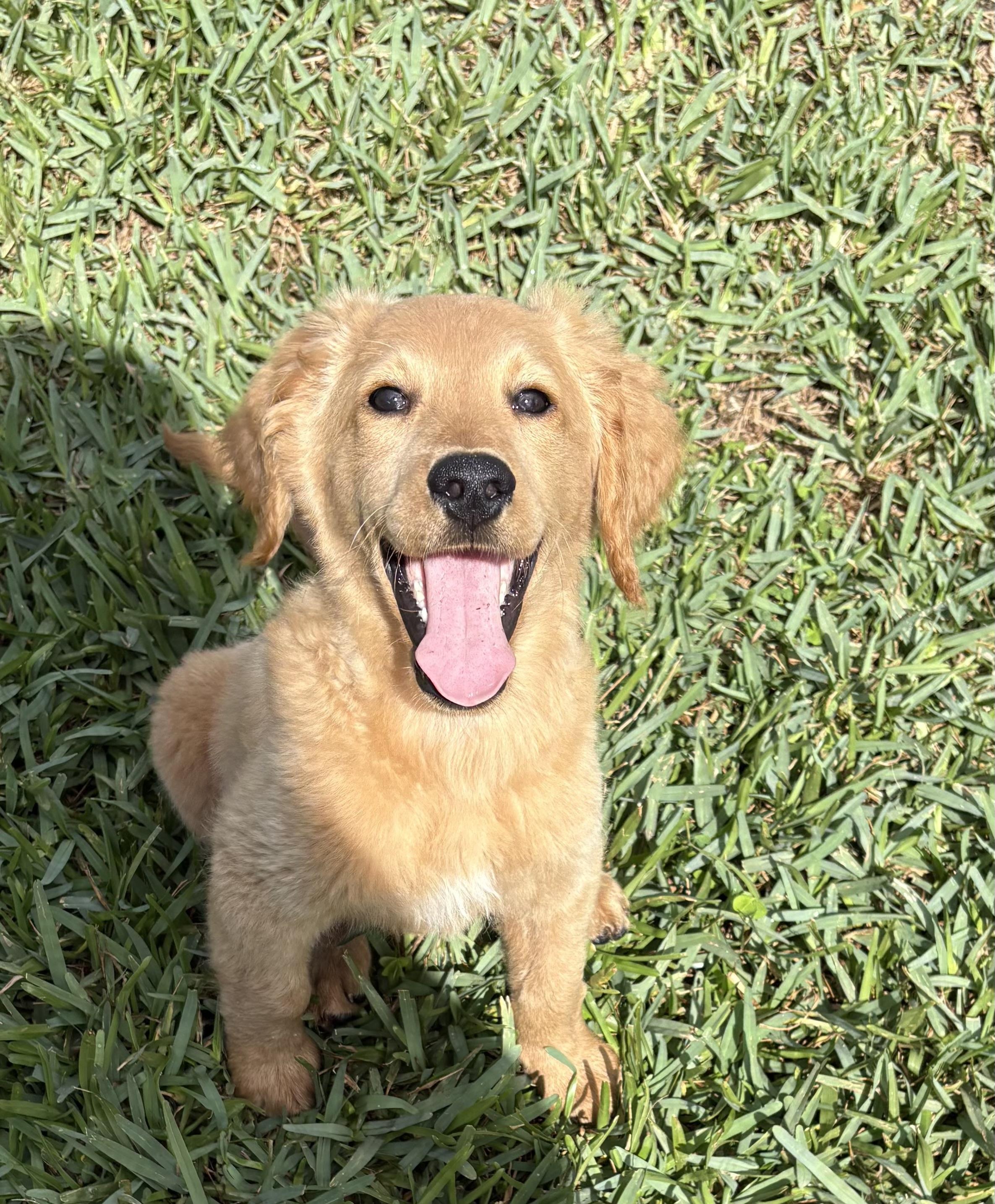 Enlarge Lila, a ADOPTABLE Goldendoodle in Hollywood, FL image 4/5