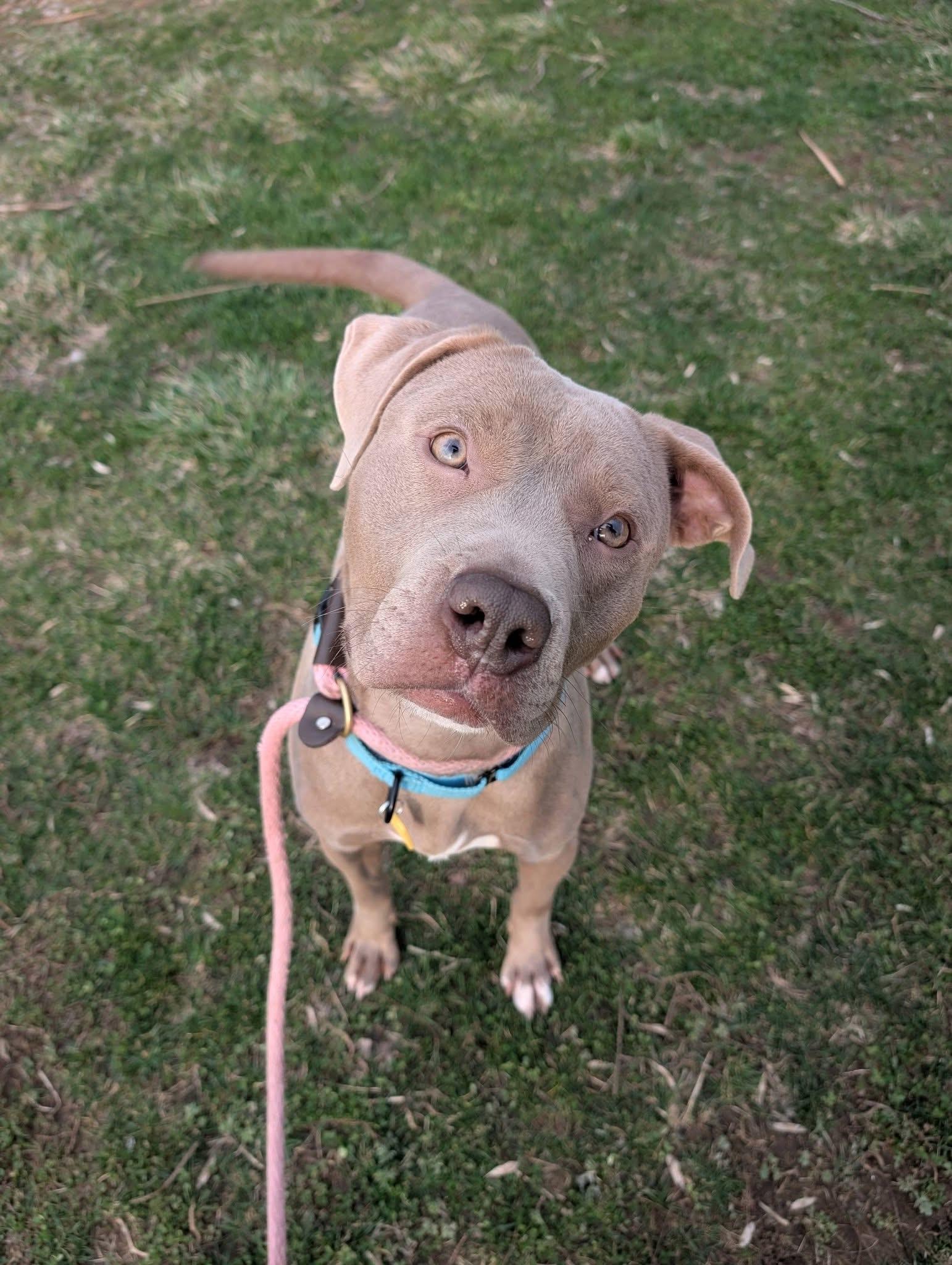 Porter, ADOPTABLE, Young Male Labrador Retriever.