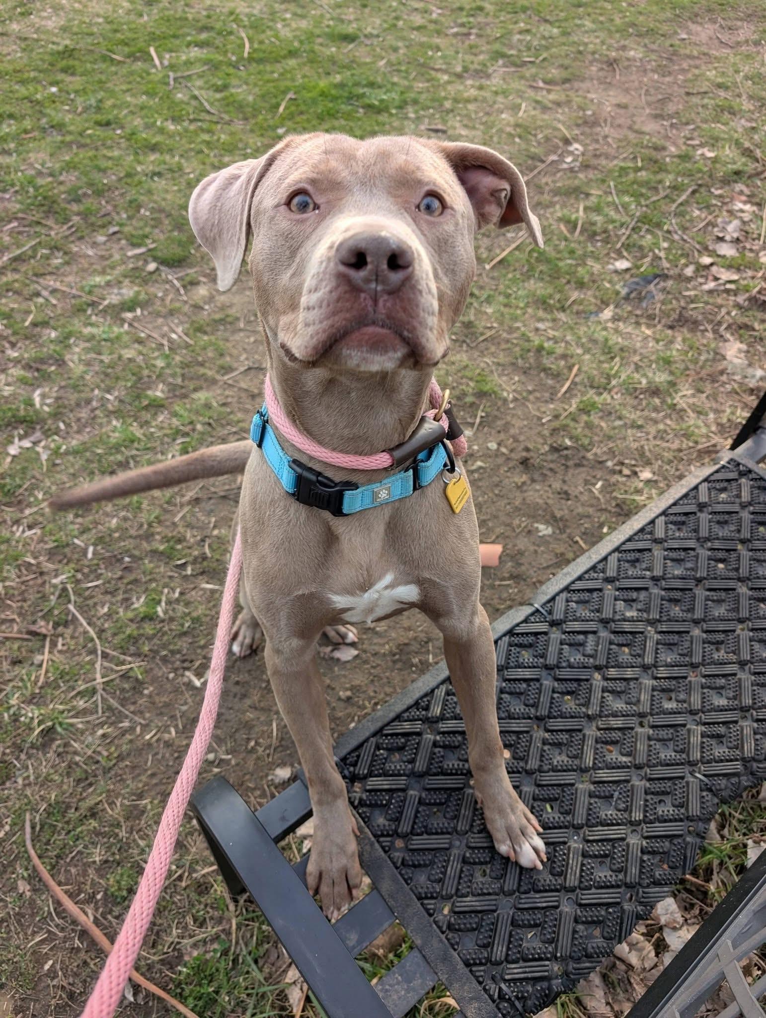 Porter, a ADOPTABLE mixed breed in Cleveland, OH image 4/6
