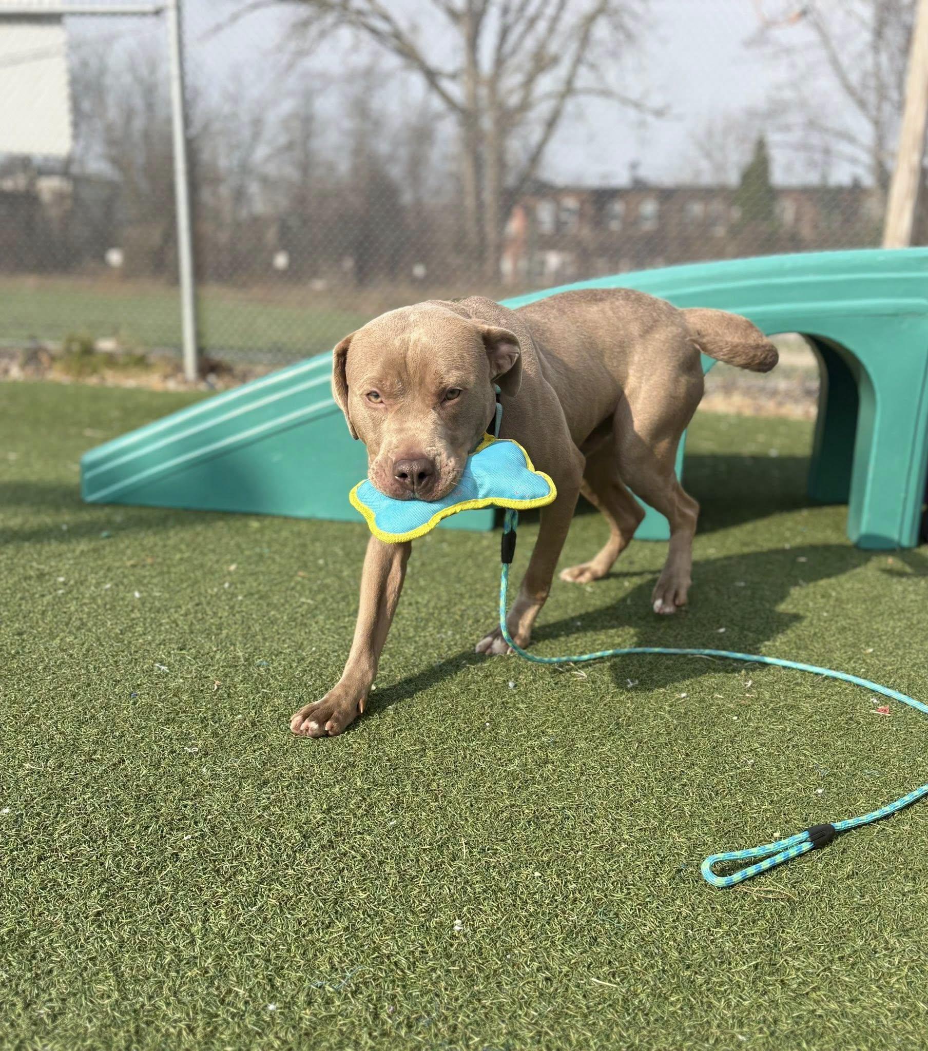Porter, a ADOPTABLE mixed breed in Cleveland, OH image 6/6