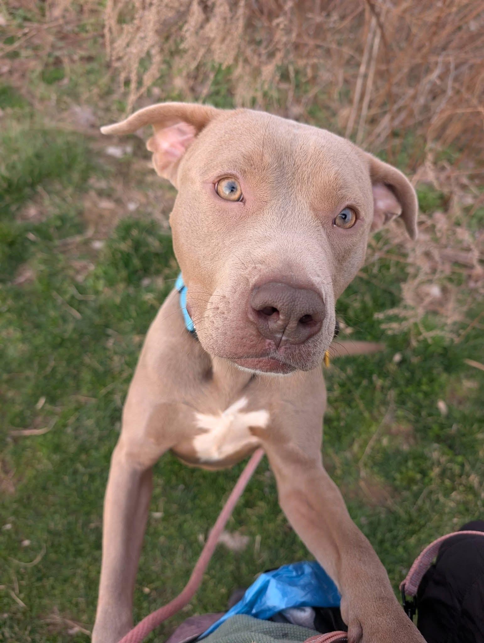 Porter, a ADOPTABLE mixed breed in Cleveland, OH image 3/6