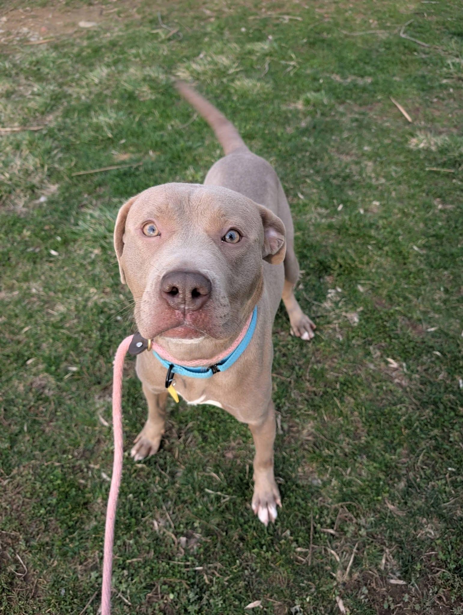 Porter, a ADOPTABLE mixed breed in Cleveland, OH image 2/6