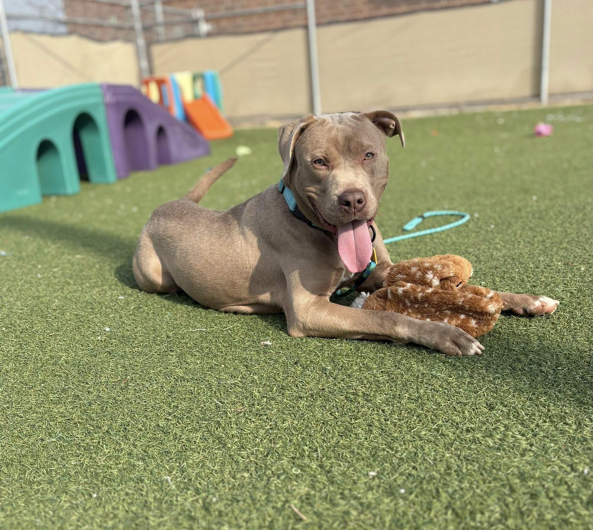 Porter, a ADOPTABLE mixed breed in Cleveland, OH image 5/6