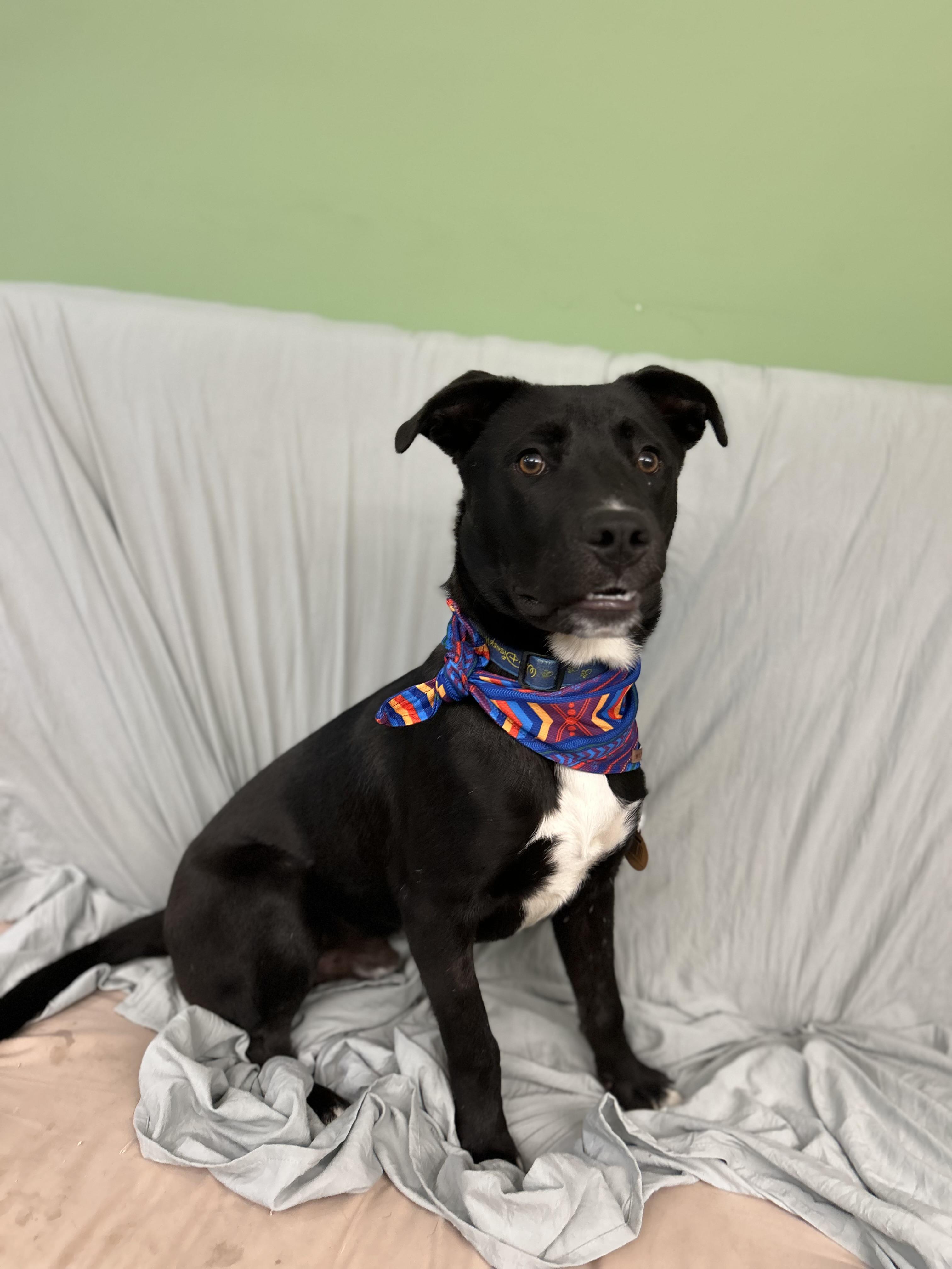 Nero, a ADOPTABLE mixed breed in Howes Cave, NY image 3/3