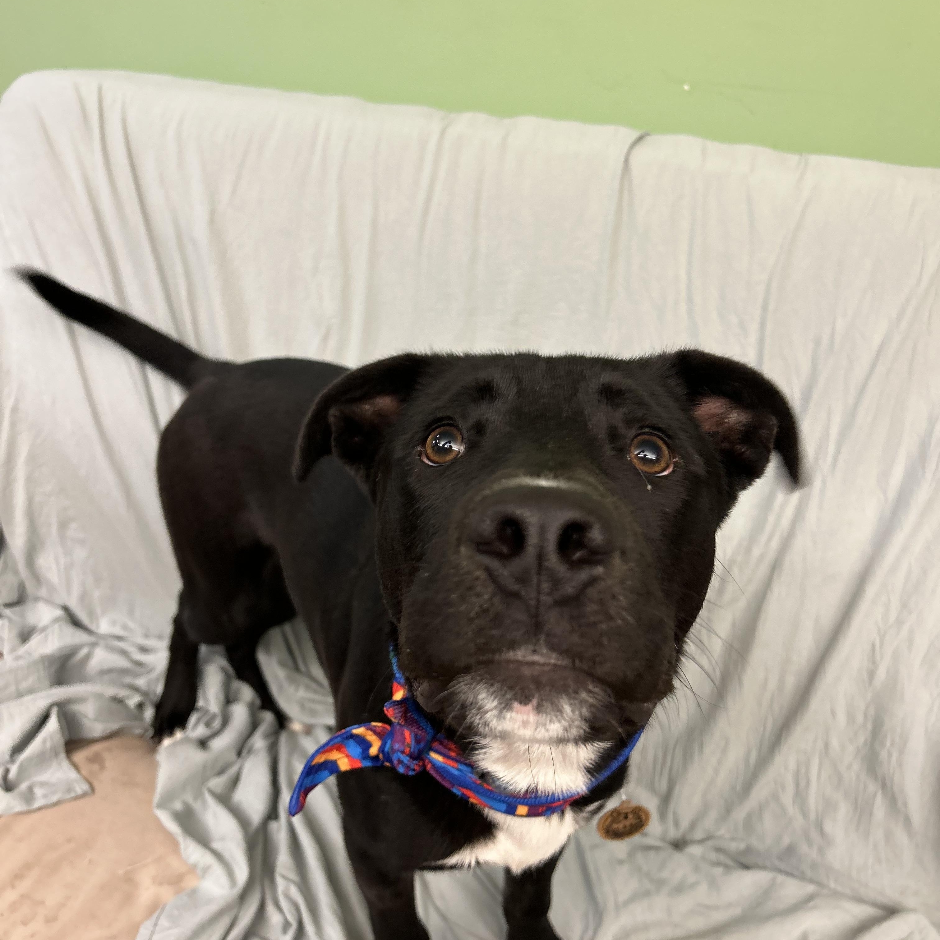 Nero, a ADOPTABLE mixed breed in Howes Cave, NY image 2/3