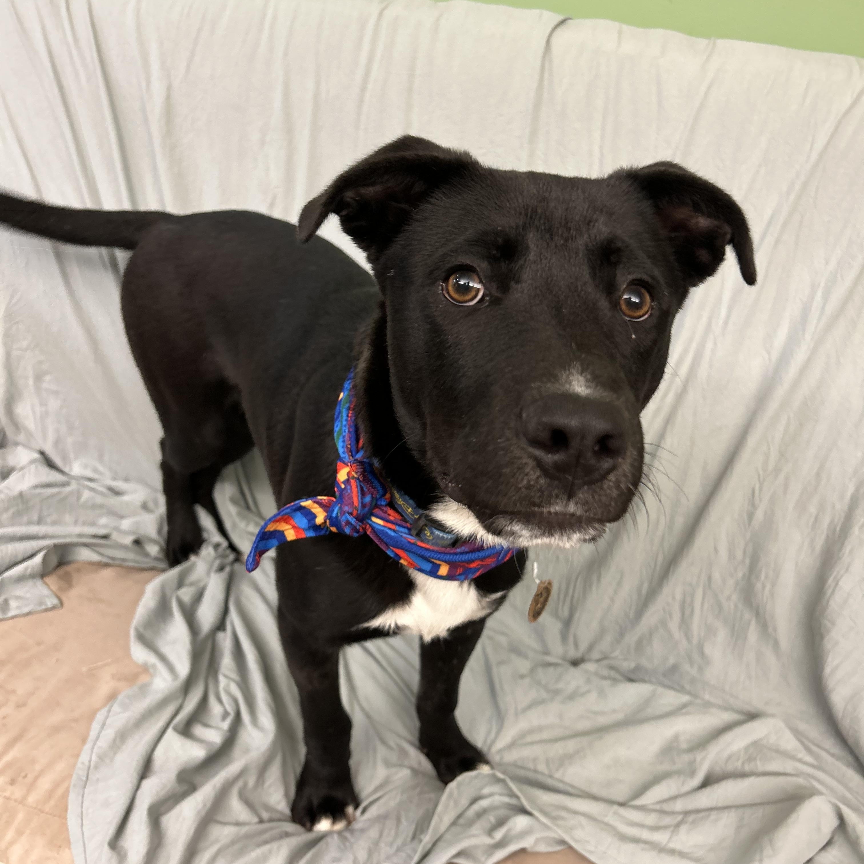 Nero, ADOPTABLE, Young Male Black Labrador Retriever.