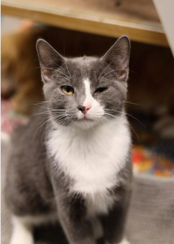 Enlarge Zeb Chico, an adopted Domestic Short Hair in Chicago, IL image 1/1