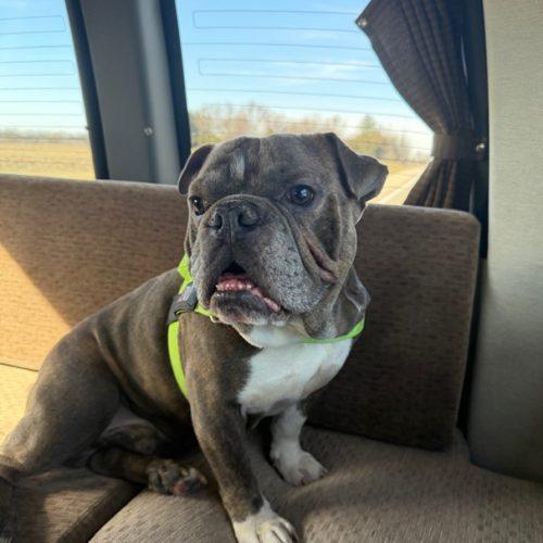 Buddy, Adoptable, Young Male English Bulldog.