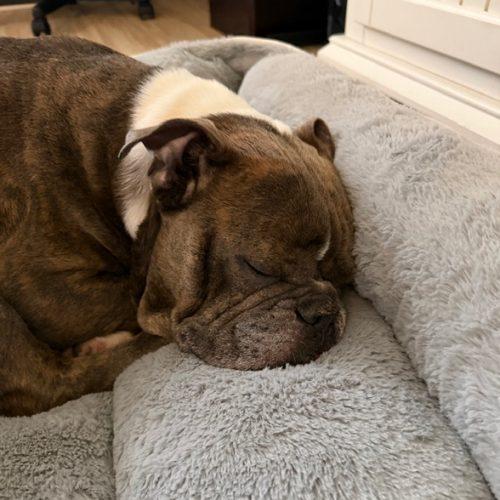 Buddy, a Adoptable English Bulldog in Chicago, IL image 3/6