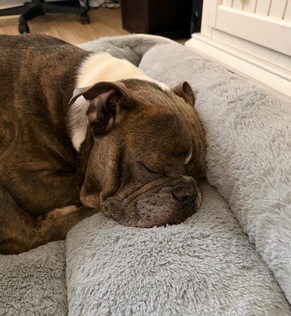 Buddy, a Adoptable English Bulldog in Chicago, IL image 5/6